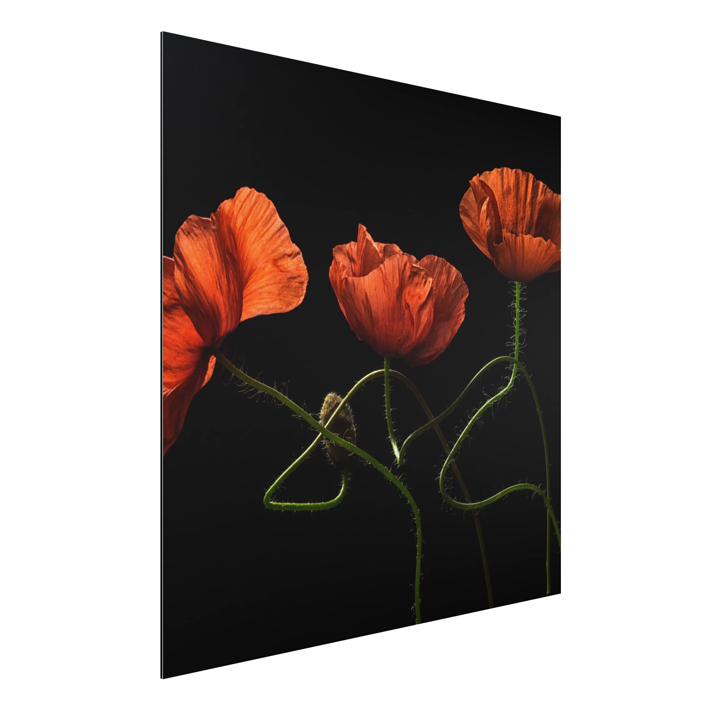 Alu-Dibond Outdoor Bild Mohnblumen um Mitternacht