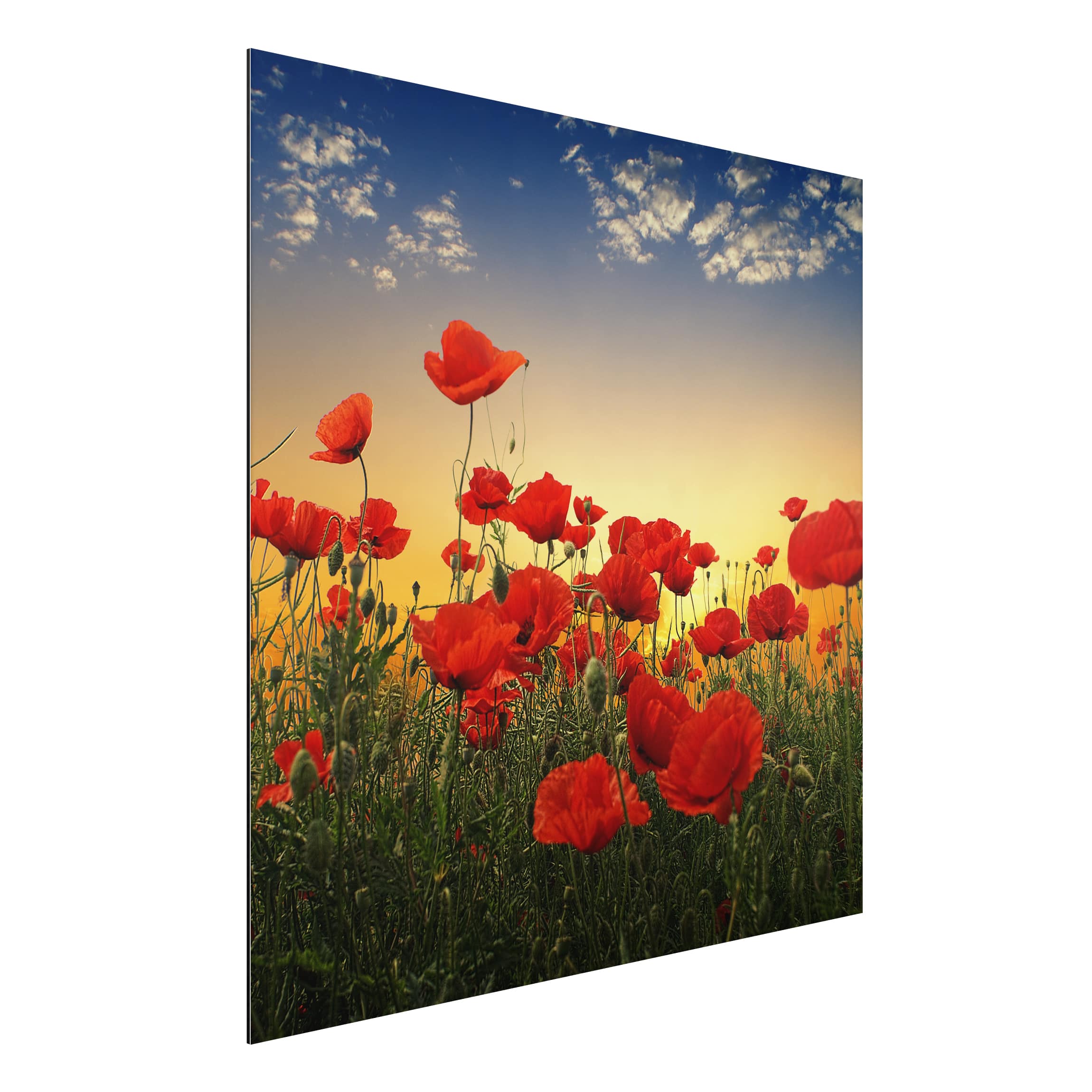 Alu-Dibond Outdoor Bild Mohnblumenfeld im Sonnenuntergang