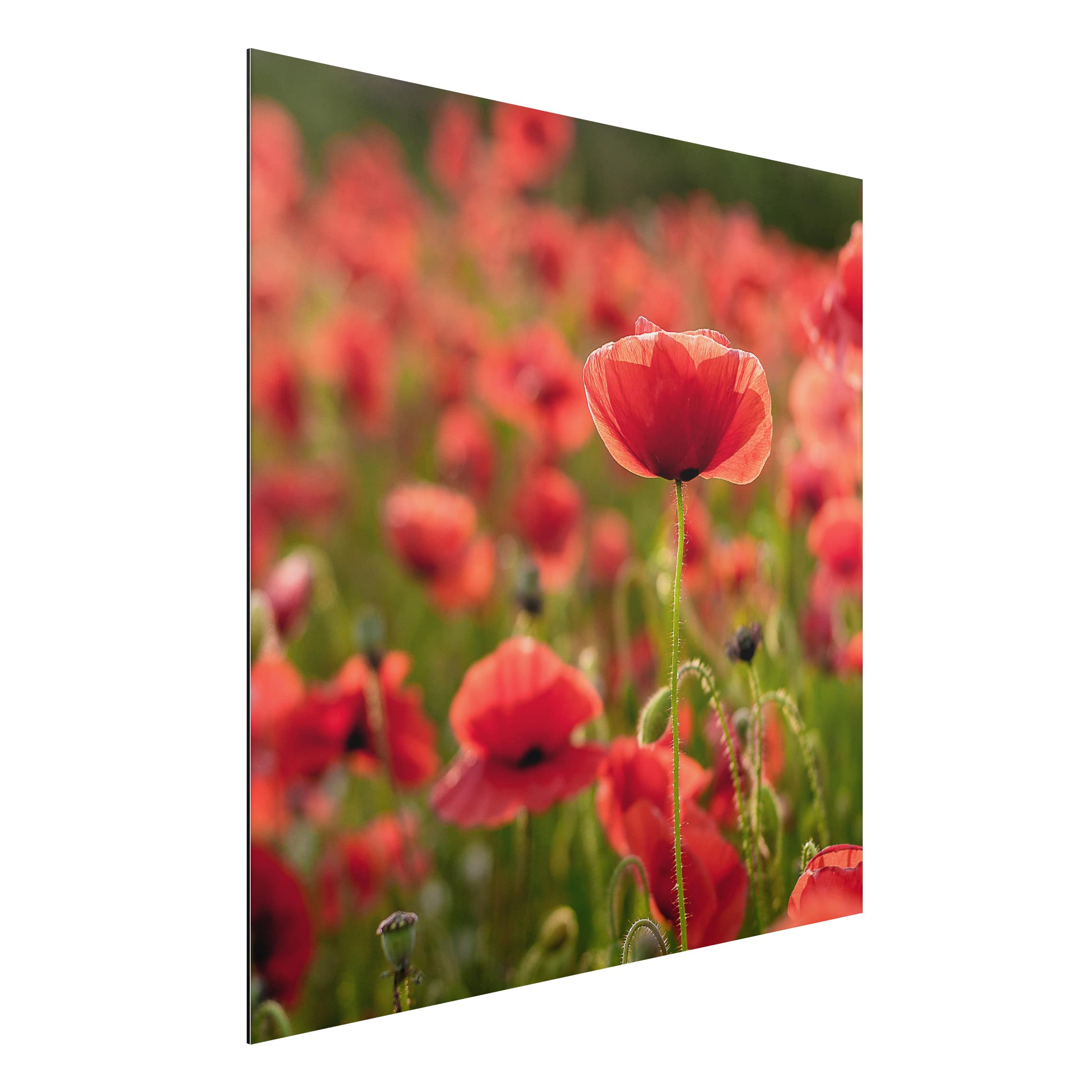 Alu-Dibond Outdoor Bild Mohnfeld im Sonnenlicht