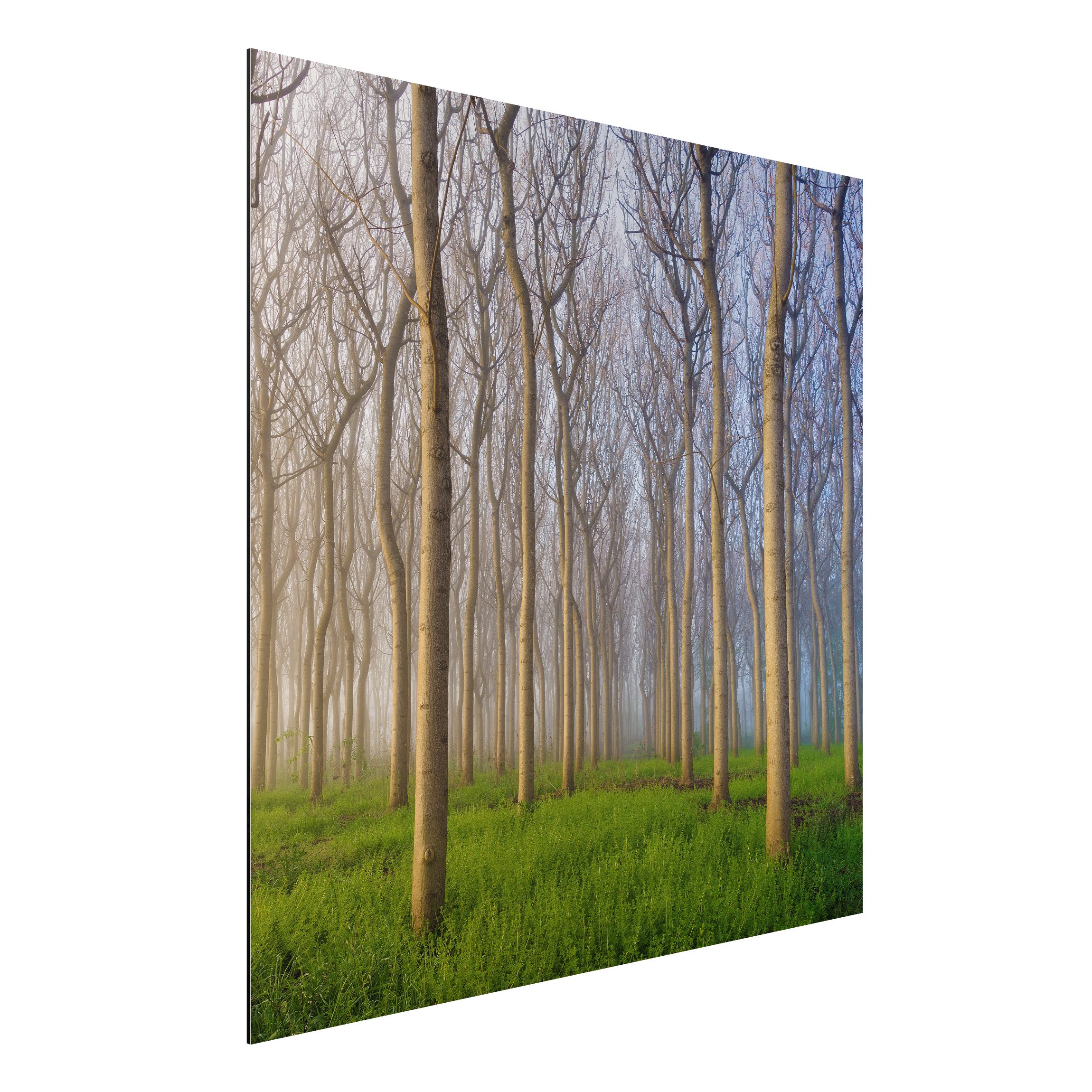 Alu-Dibond Outdoor Bild Morgen im Wald