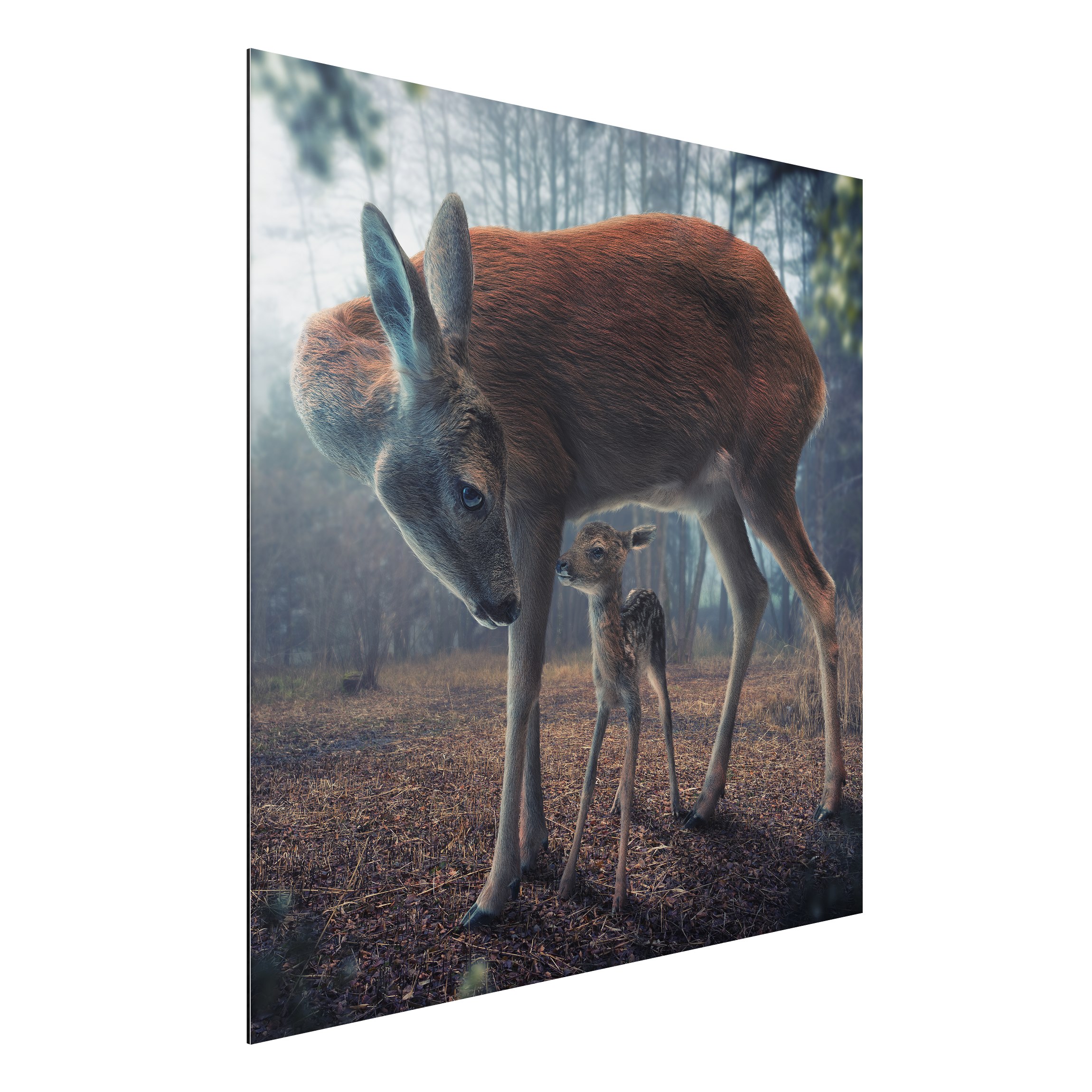 Alu-Dibond Tiere Mutter und Kitz