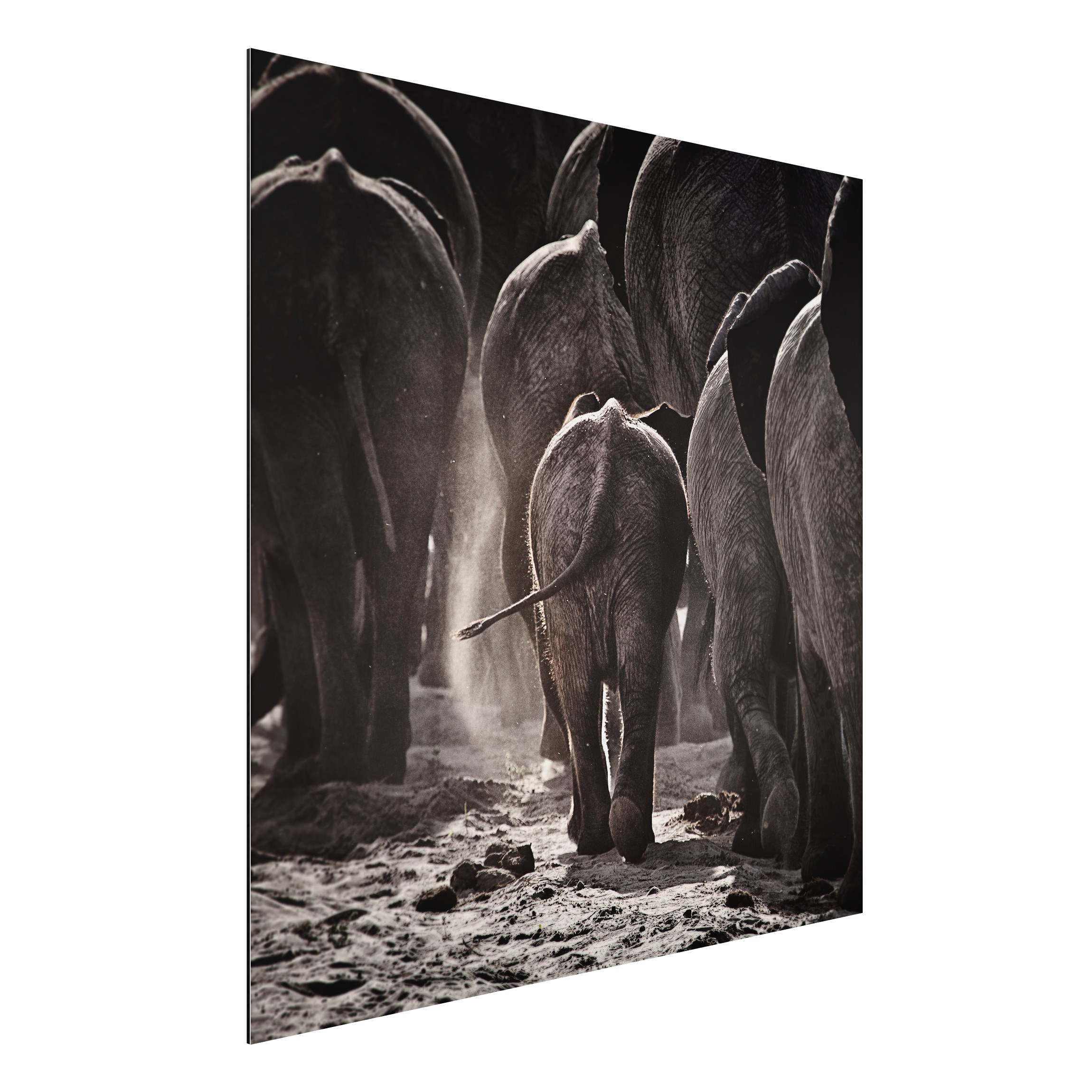 Alu-Dibond Tiere Nach Hause gehen