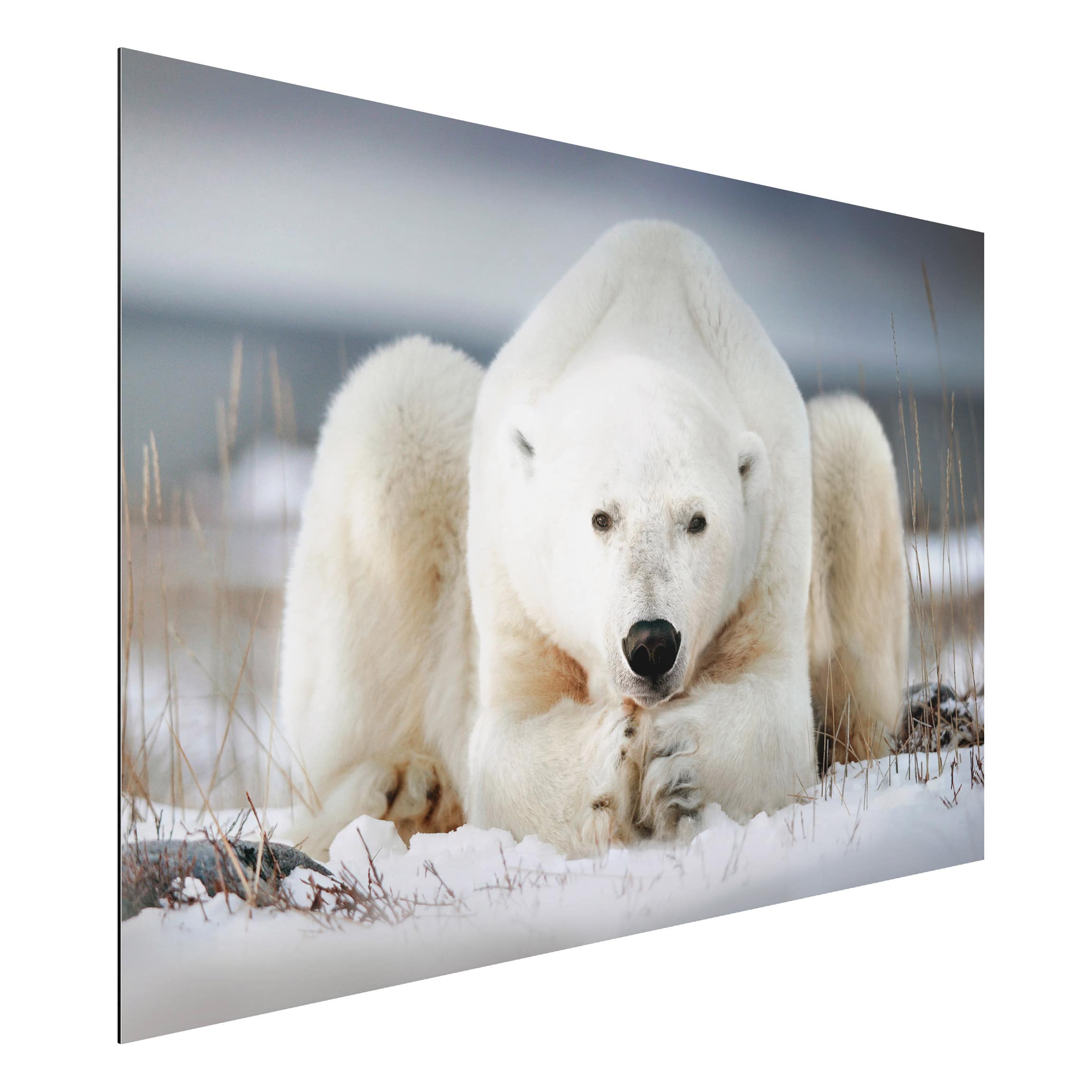 Alu-Dibond Tiere Nachdenklicher Eisbär