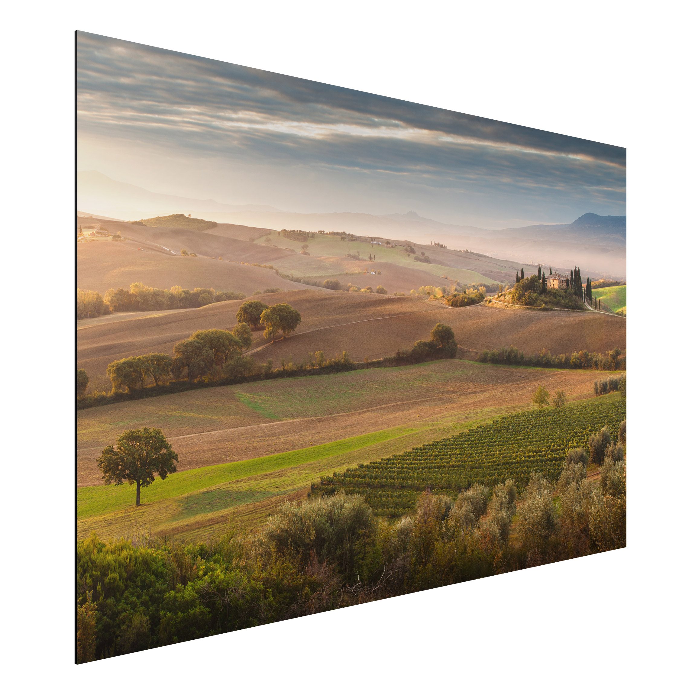 Alu-Dibond Outdoor Bild Olivenhain in der Toskana