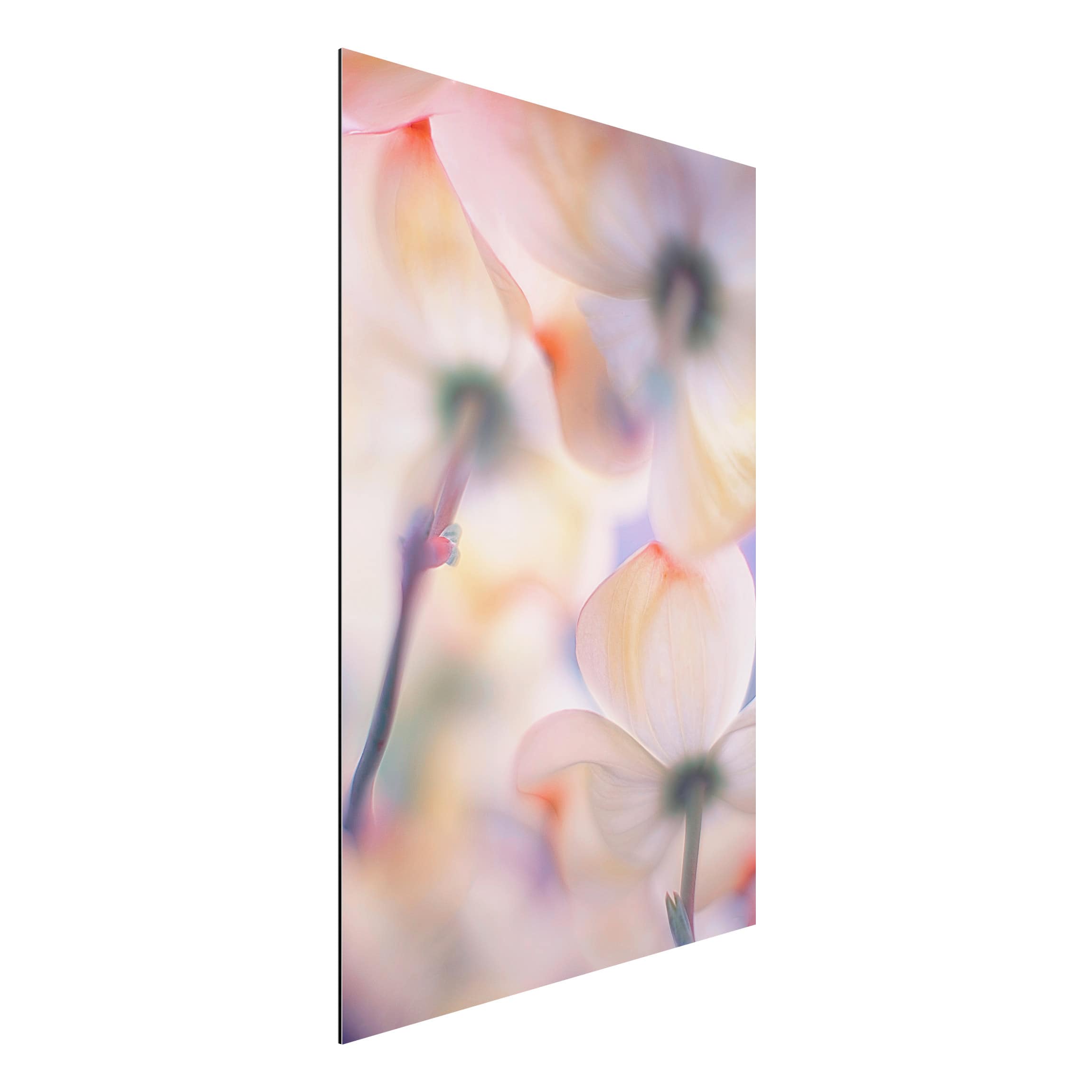 Alu-Dibond Outdoor Bild Unter Blüten