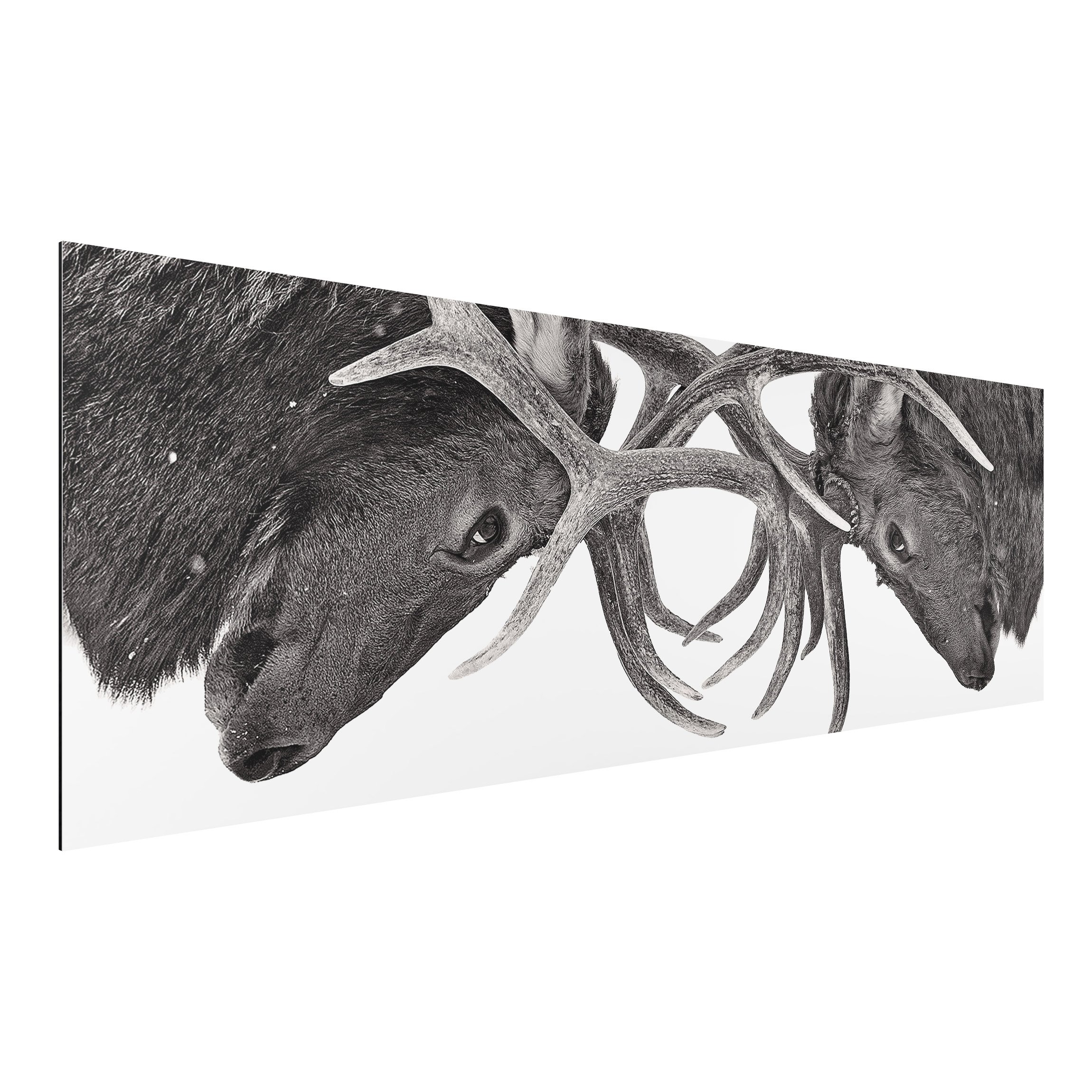 Alu-Dibond Outdoor Bild Von Auge zu Auge