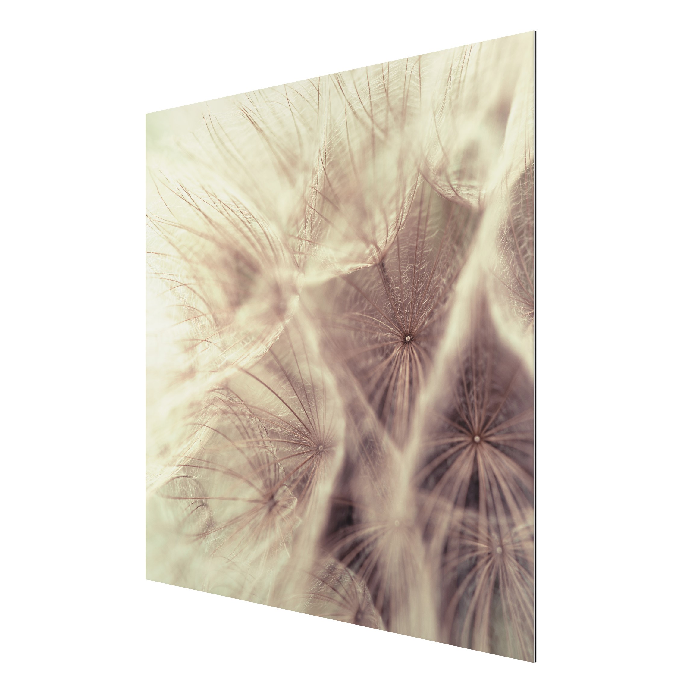 Alu-Dibond Outdoor Bild Detailreiche Pusteblumen Makroaufnahme mit Vintage Blur Effekt