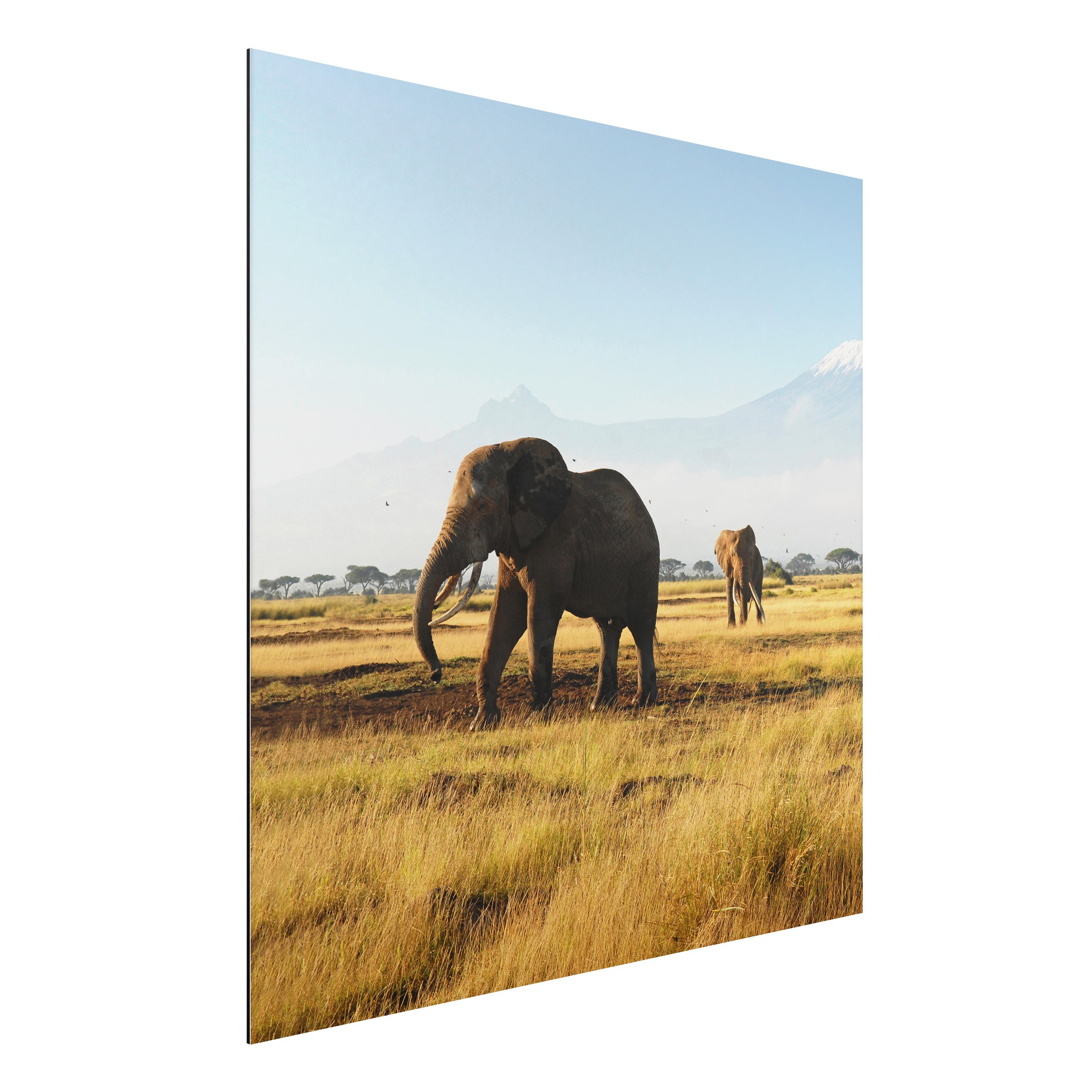 Alu-Dibond Outdoor Bild Elefanten vor dem Kilimanjaro in Kenia