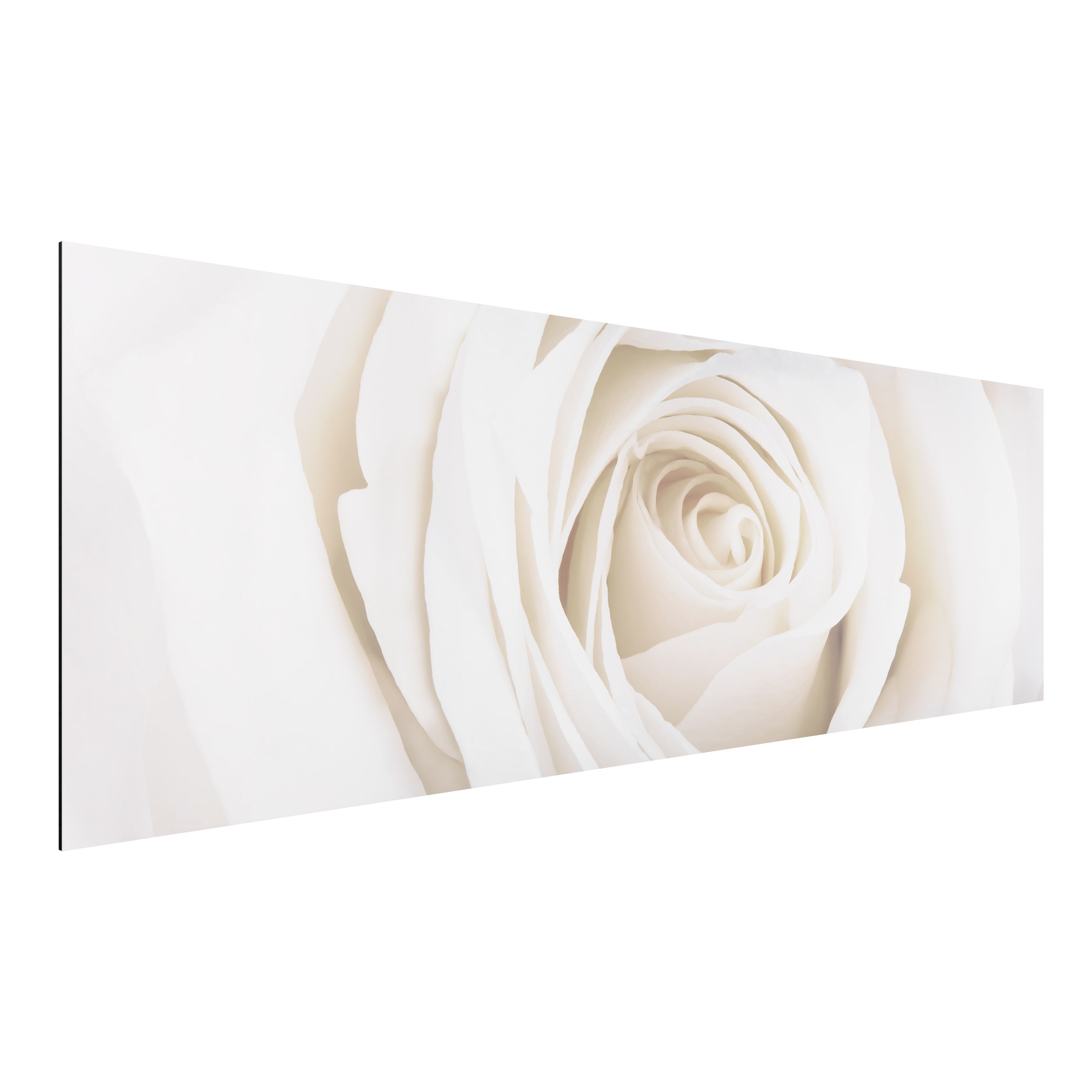 Alu-Dibond Outdoor Bild Pretty White Rose