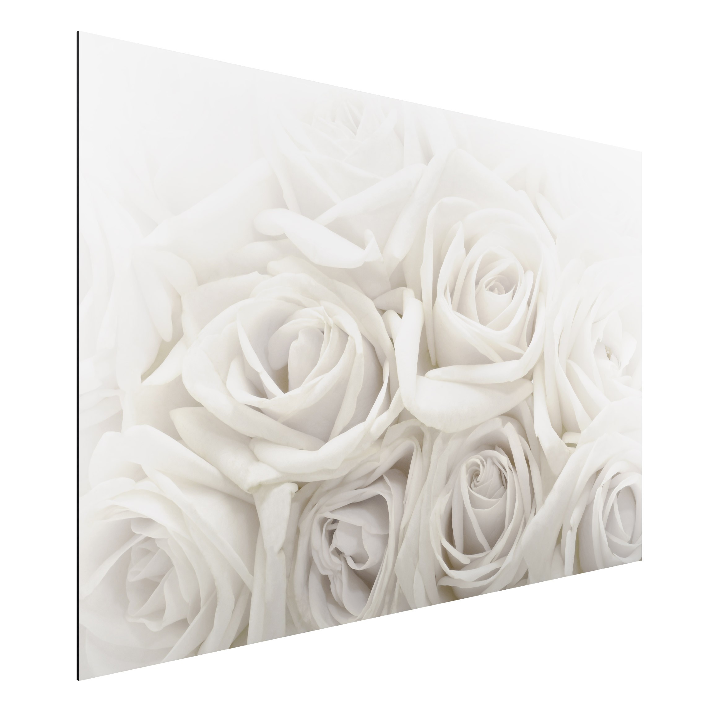 Alu-Dibond Blumen Weiße Rosen