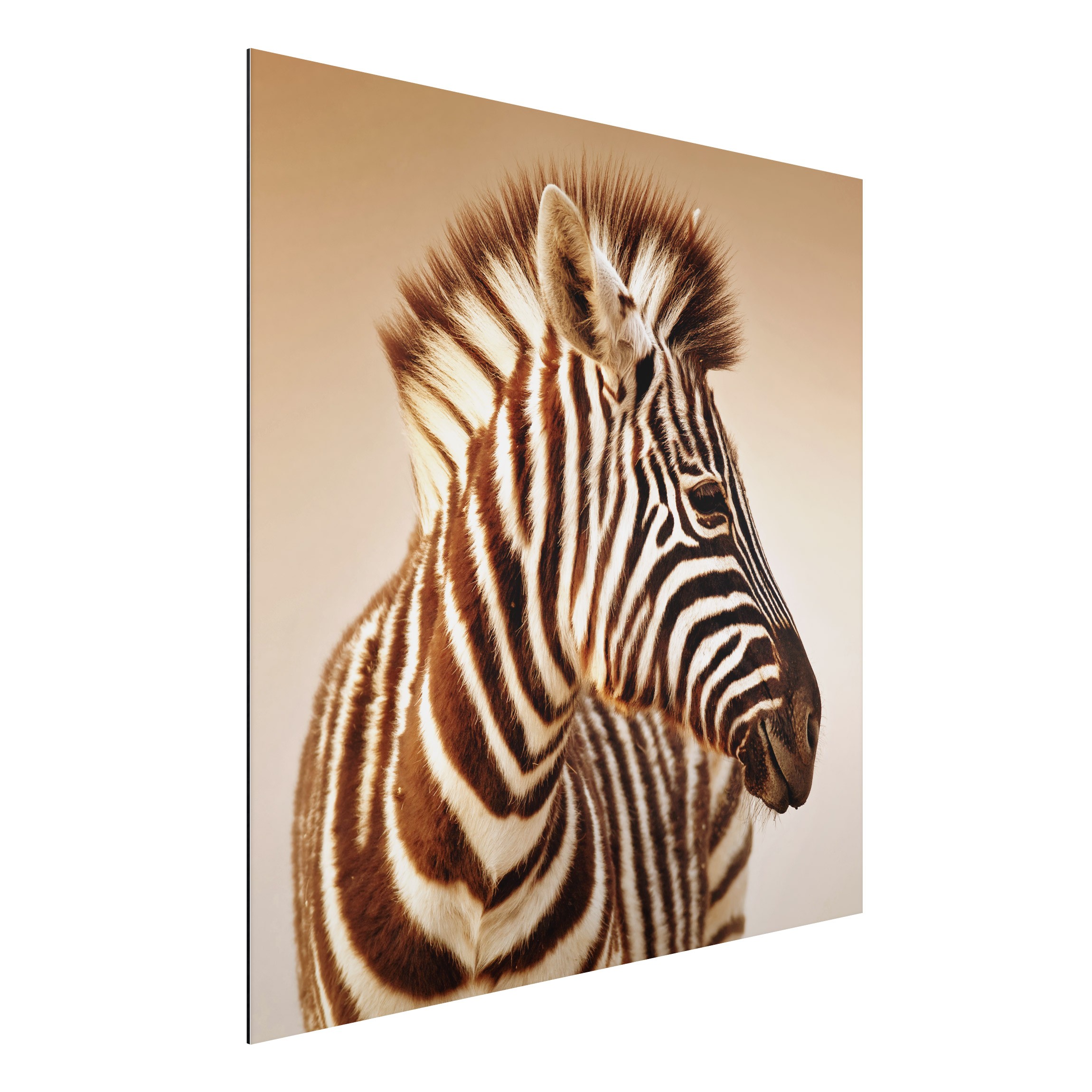 Alu-Dibond Outdoor Bild Zebra Baby Portrait