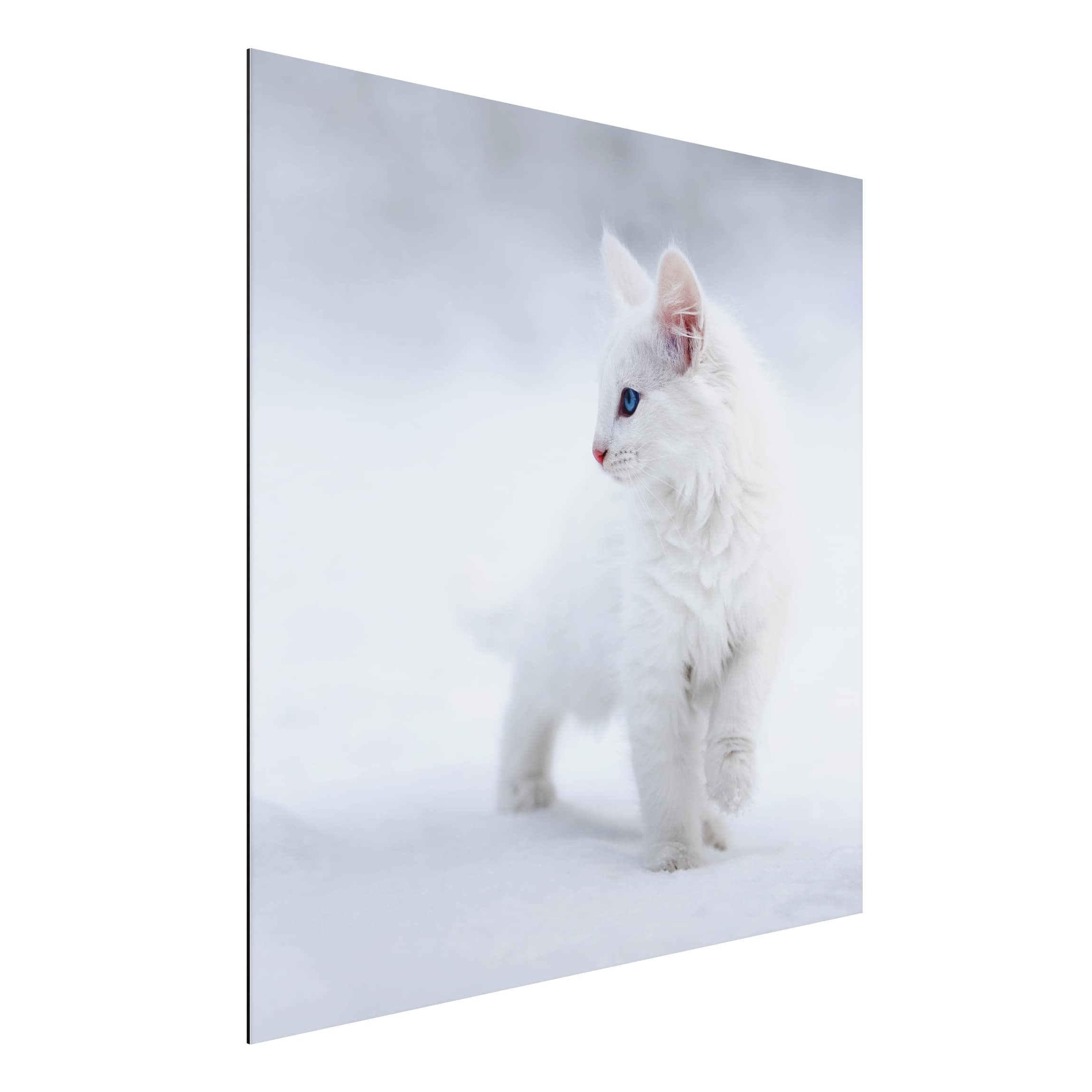 Alu-Dibond Tiere Weiß wie Schnee