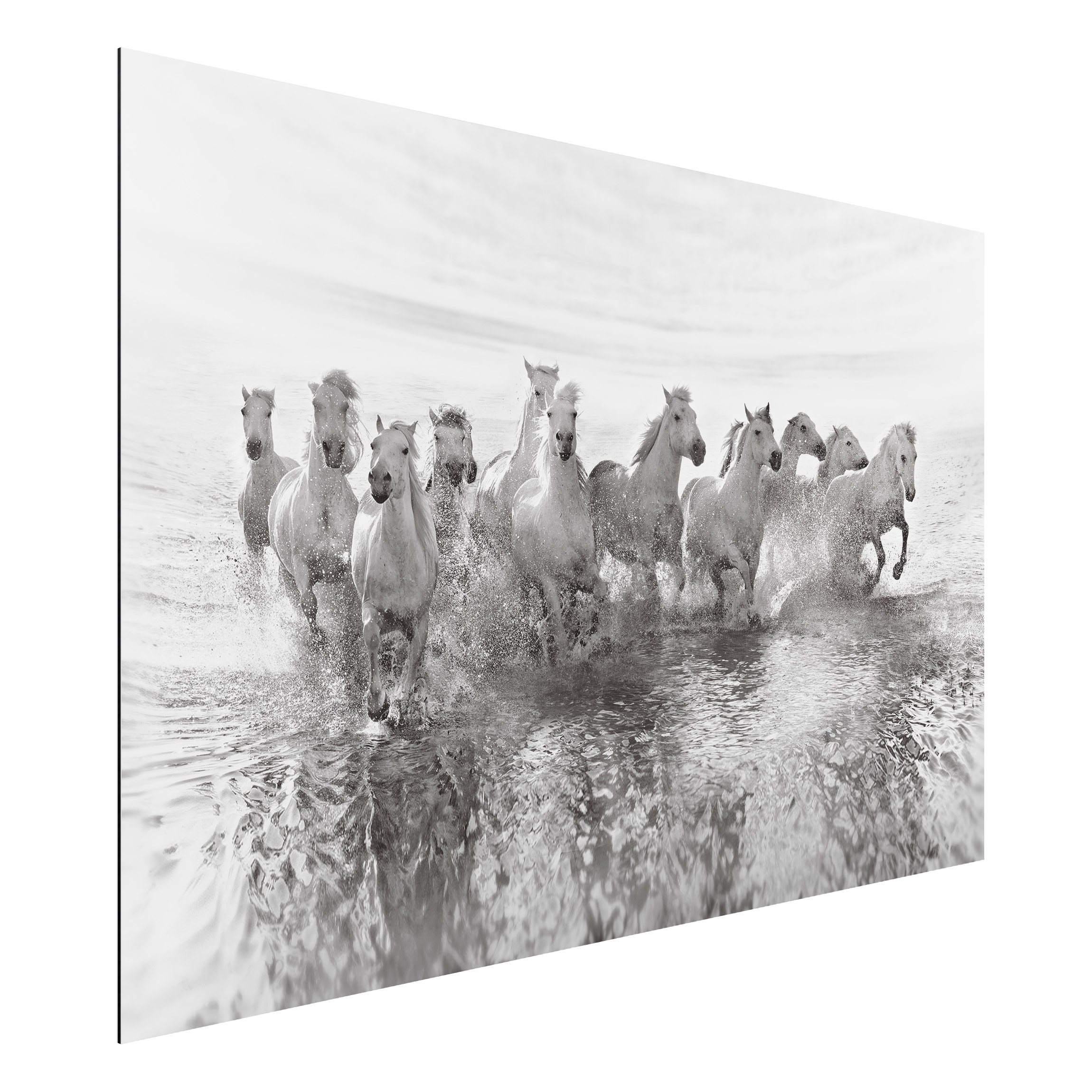 Alu-Dibond Outdoor Bild Weiße Pferde im Meer