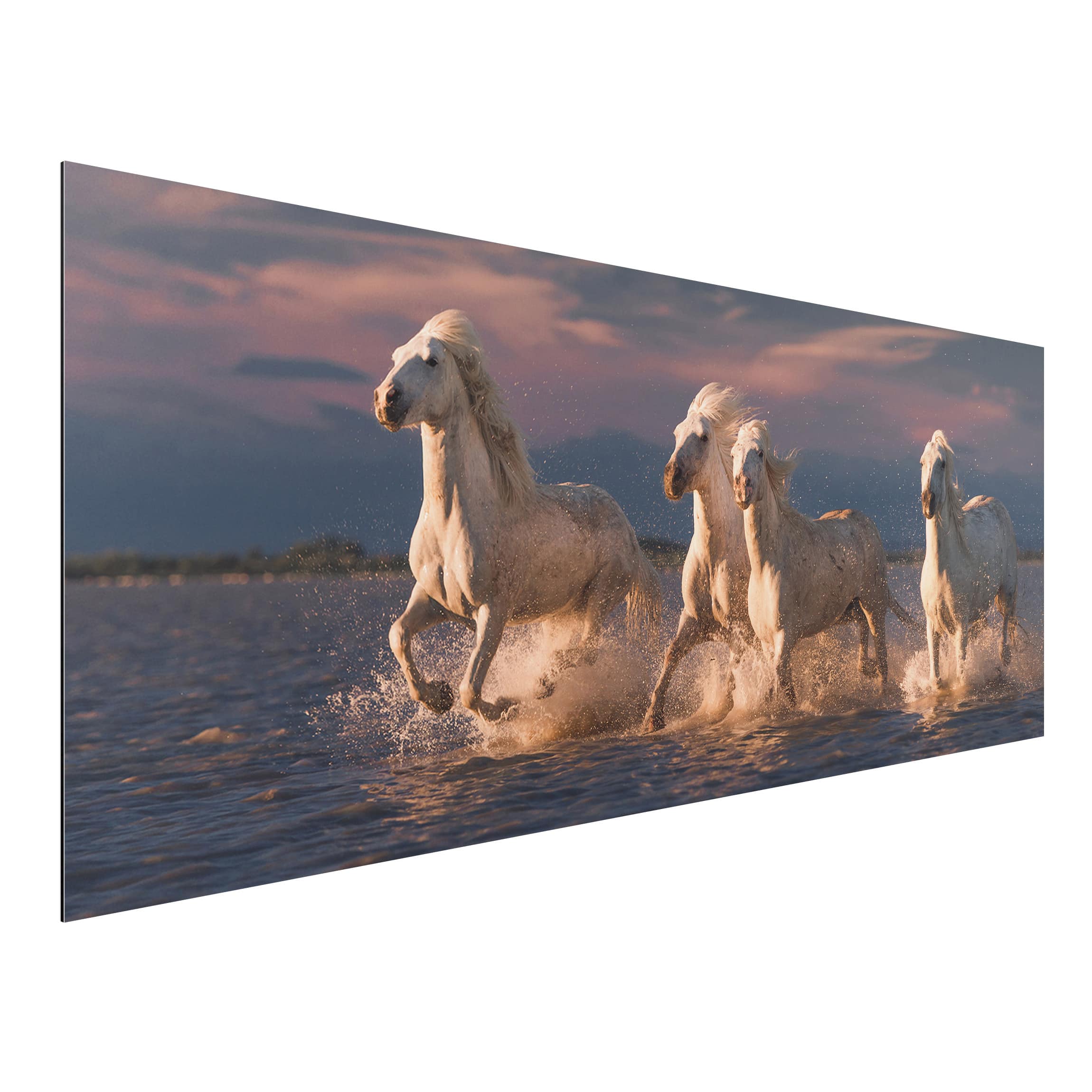 Alu-Dibond Outdoor Bild Wilde Pferde in Kamargue