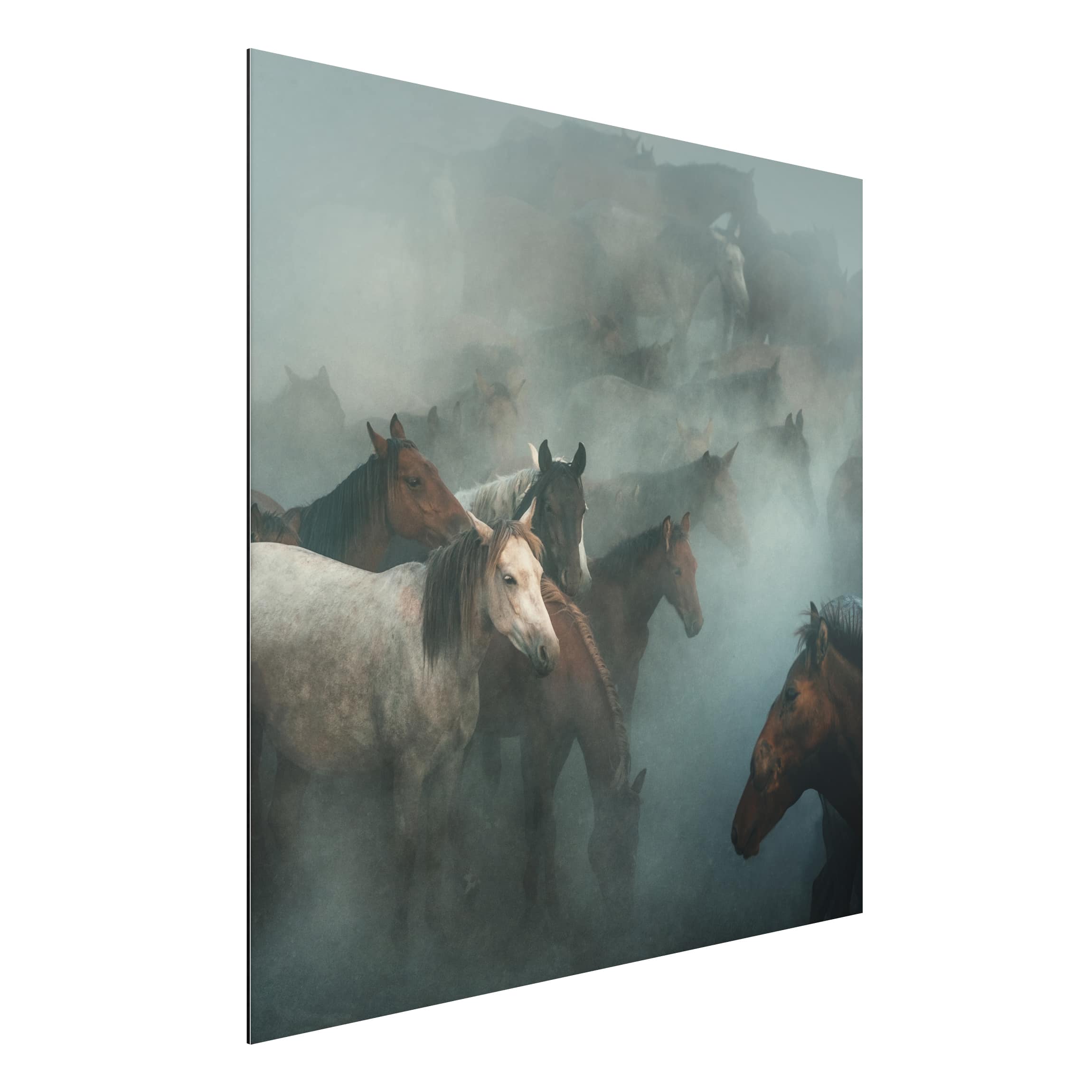 Alu-Dibond Outdoor Bild Wilde Pferde