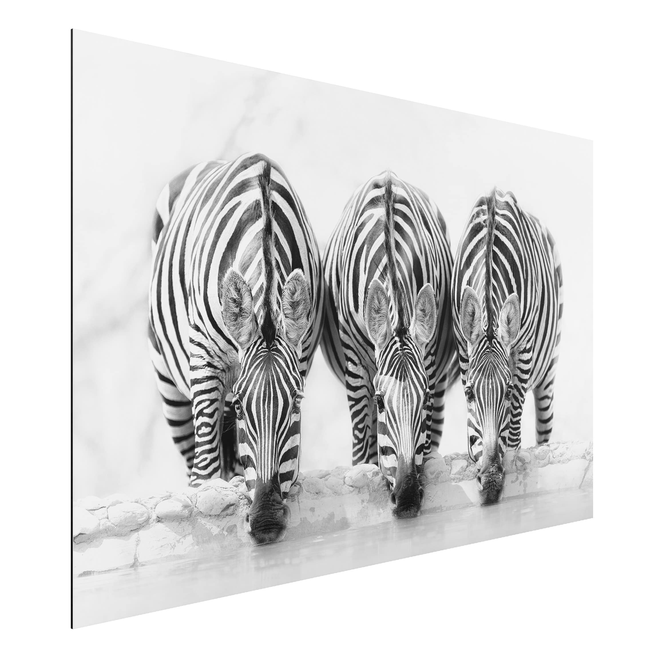 Alu-Dibond Schwarz-Weiß Zebra Trio schwarz-weiß