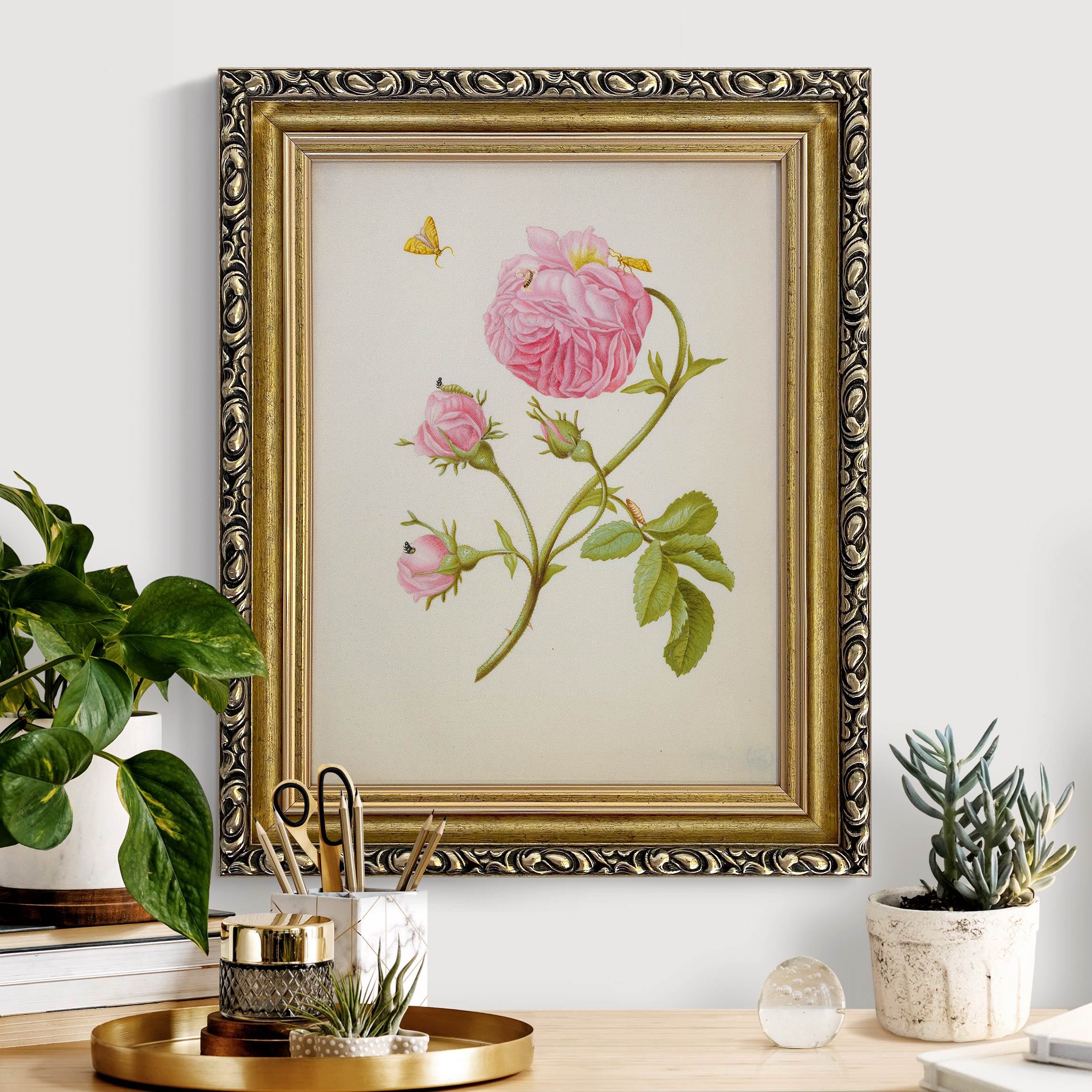 Leinwandbild mit Barockrahmen Anna Maria Sibylla Merian - Buschröschen mit Miniermotte