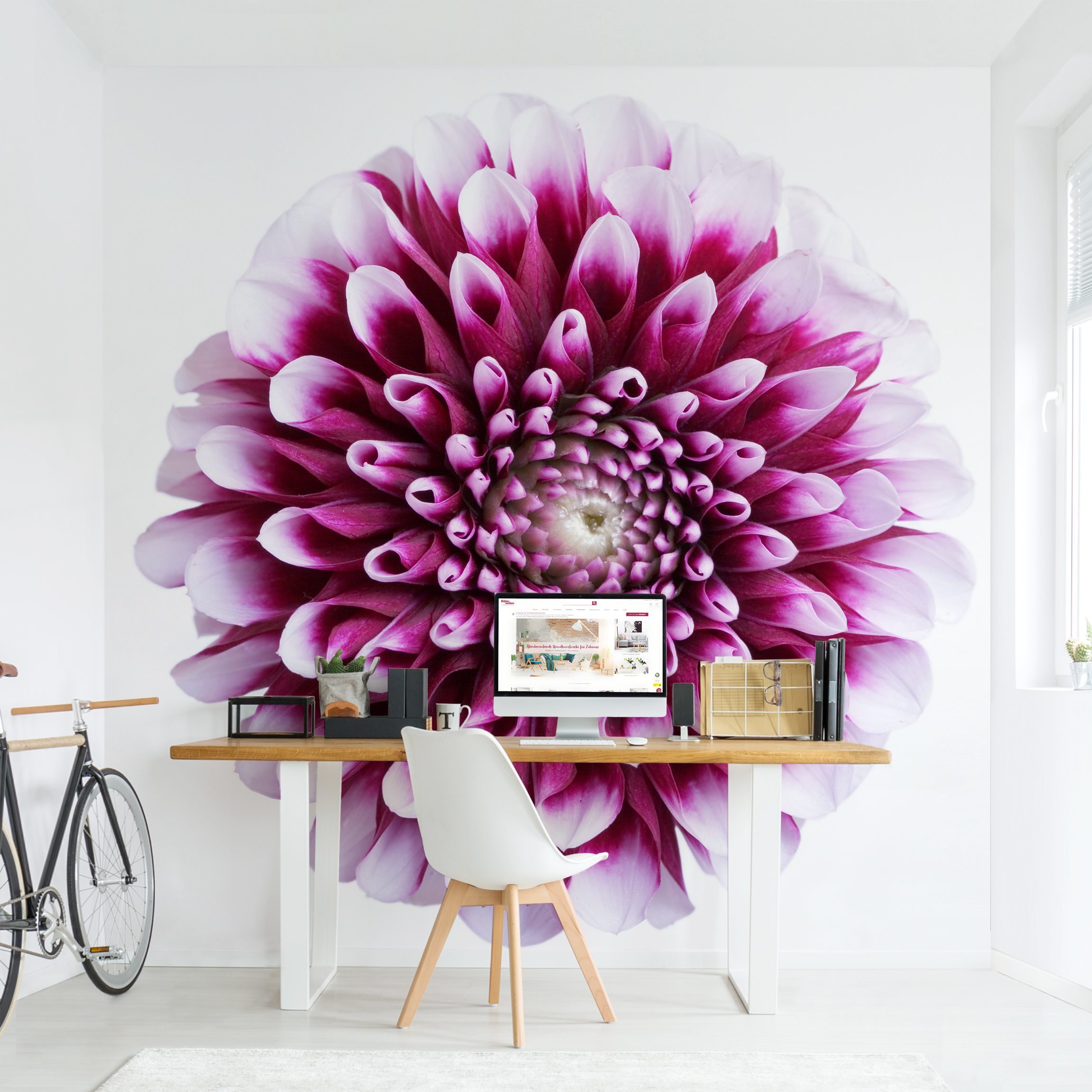 Fototapete Blumen Aster