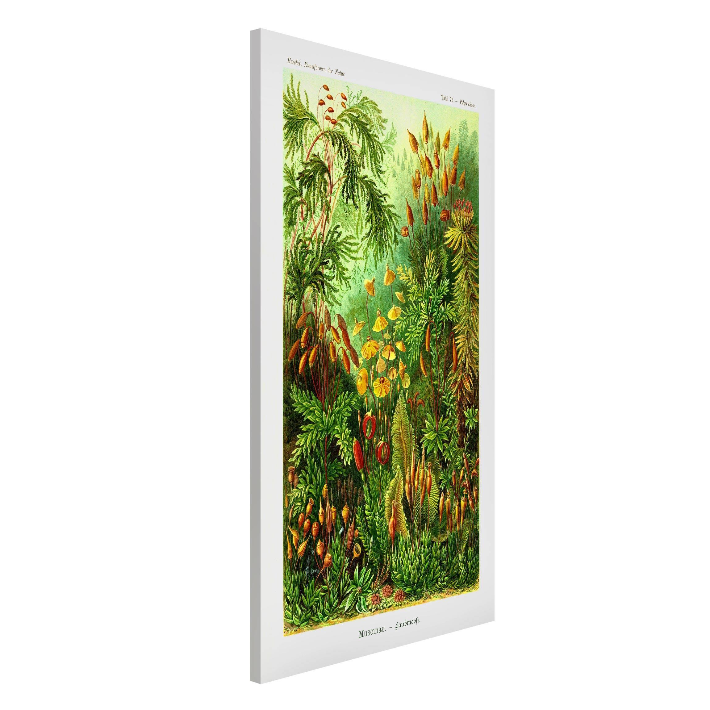 Magnettafel - Hochformat 3:4 Vintage Lehrtafel Moos