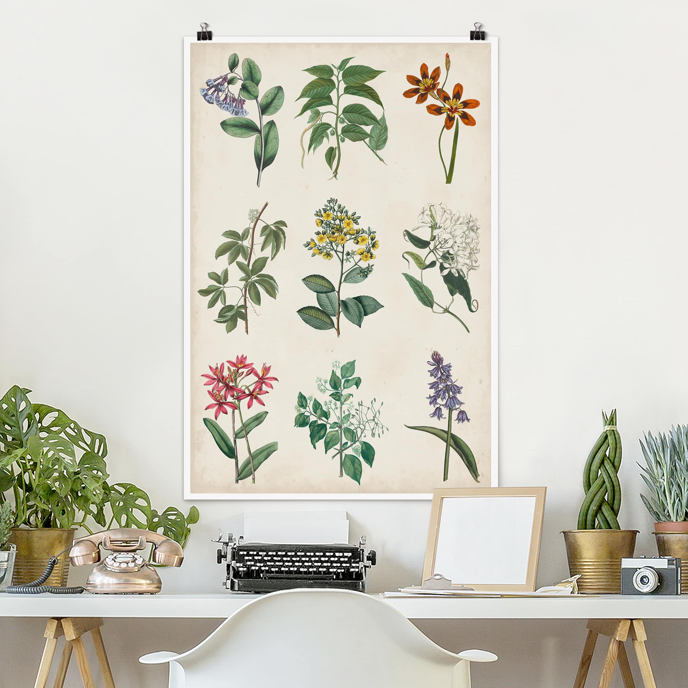 Poster - Hochformat Botanische Schautafel I