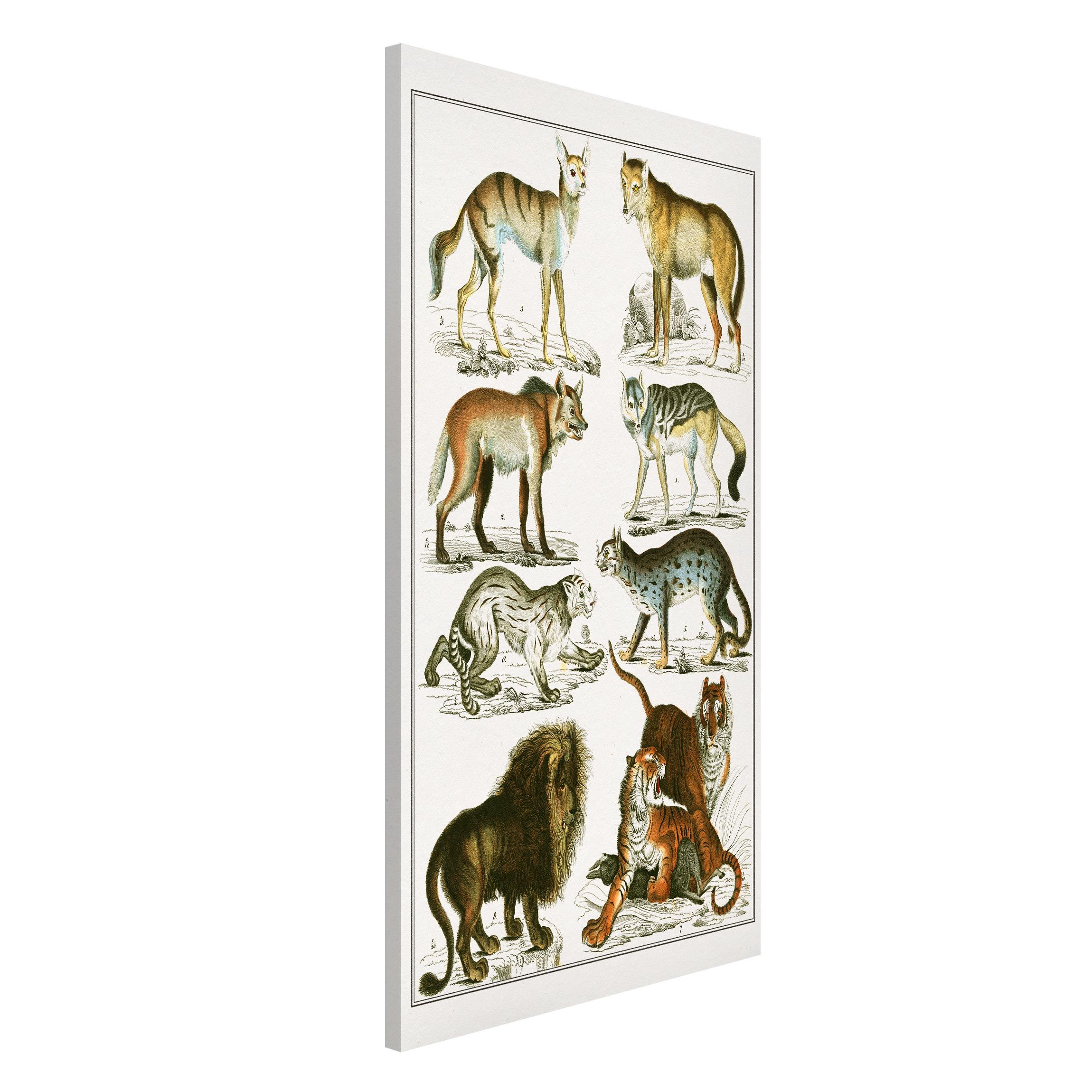Magnettafel - Hochformat 3:4 Vintage Lehrtafel Löwe, Tiger und Schakal