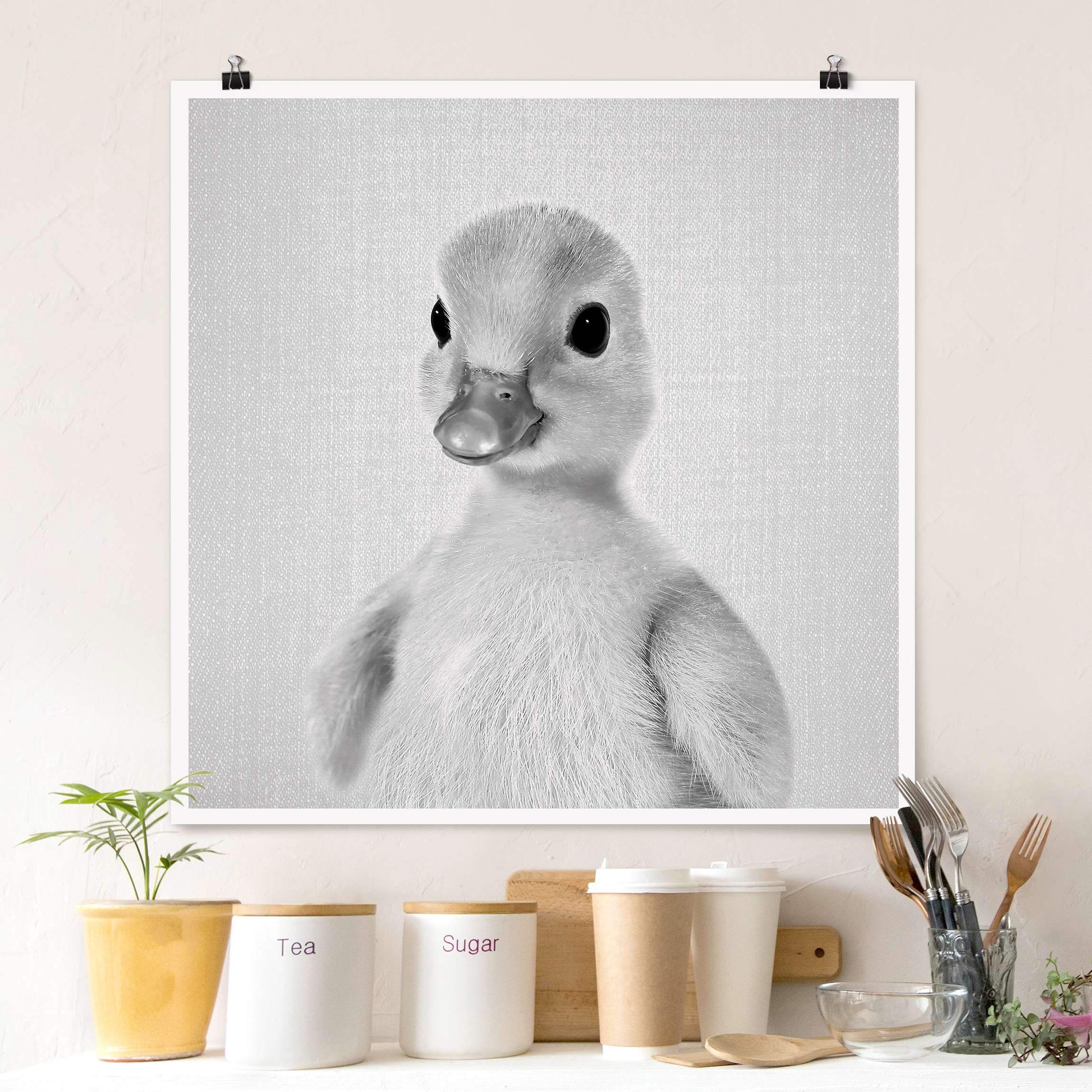Poster Baby Ente Emma Schwarz Weiß