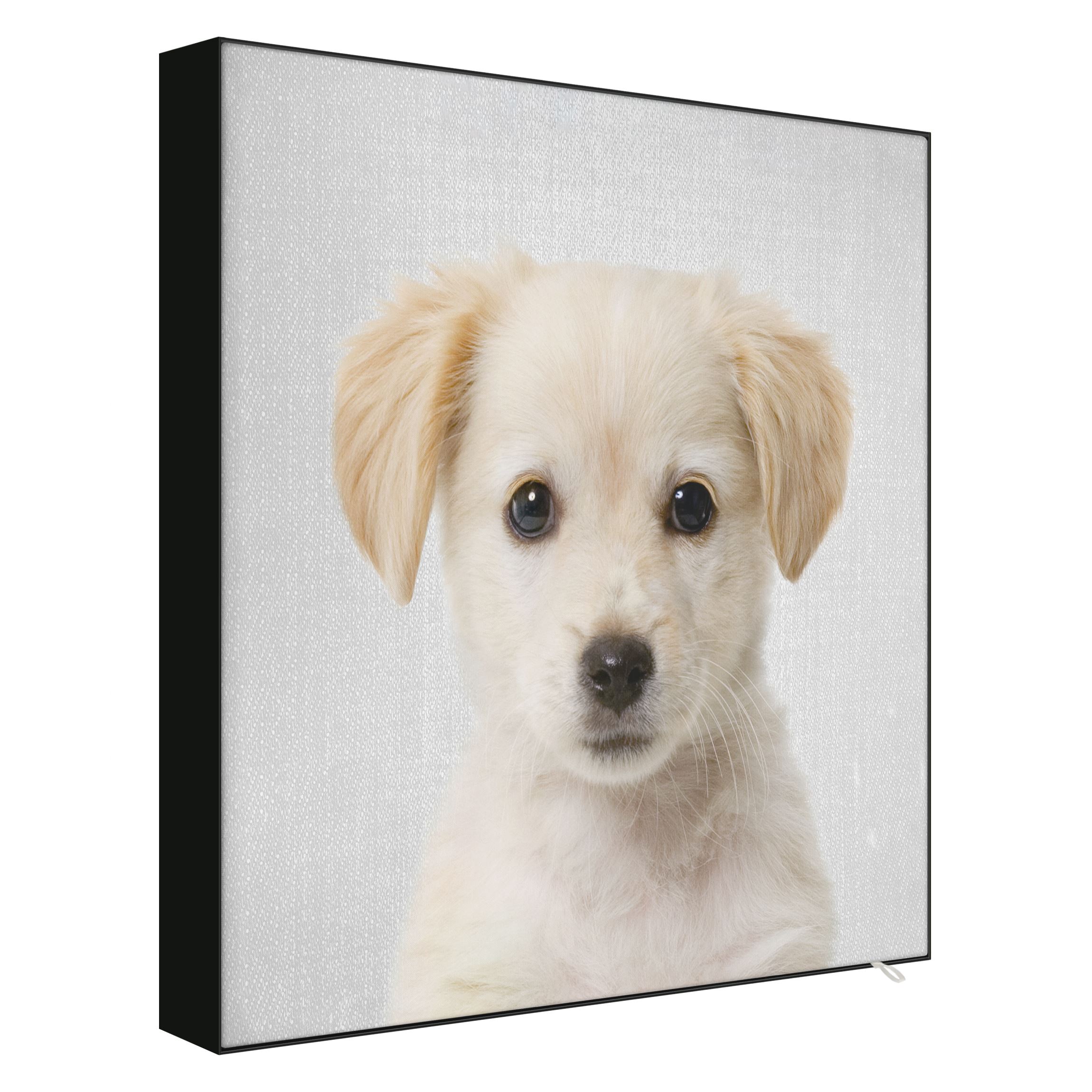 Wechselbild Baby Golden Retriever Gizmo