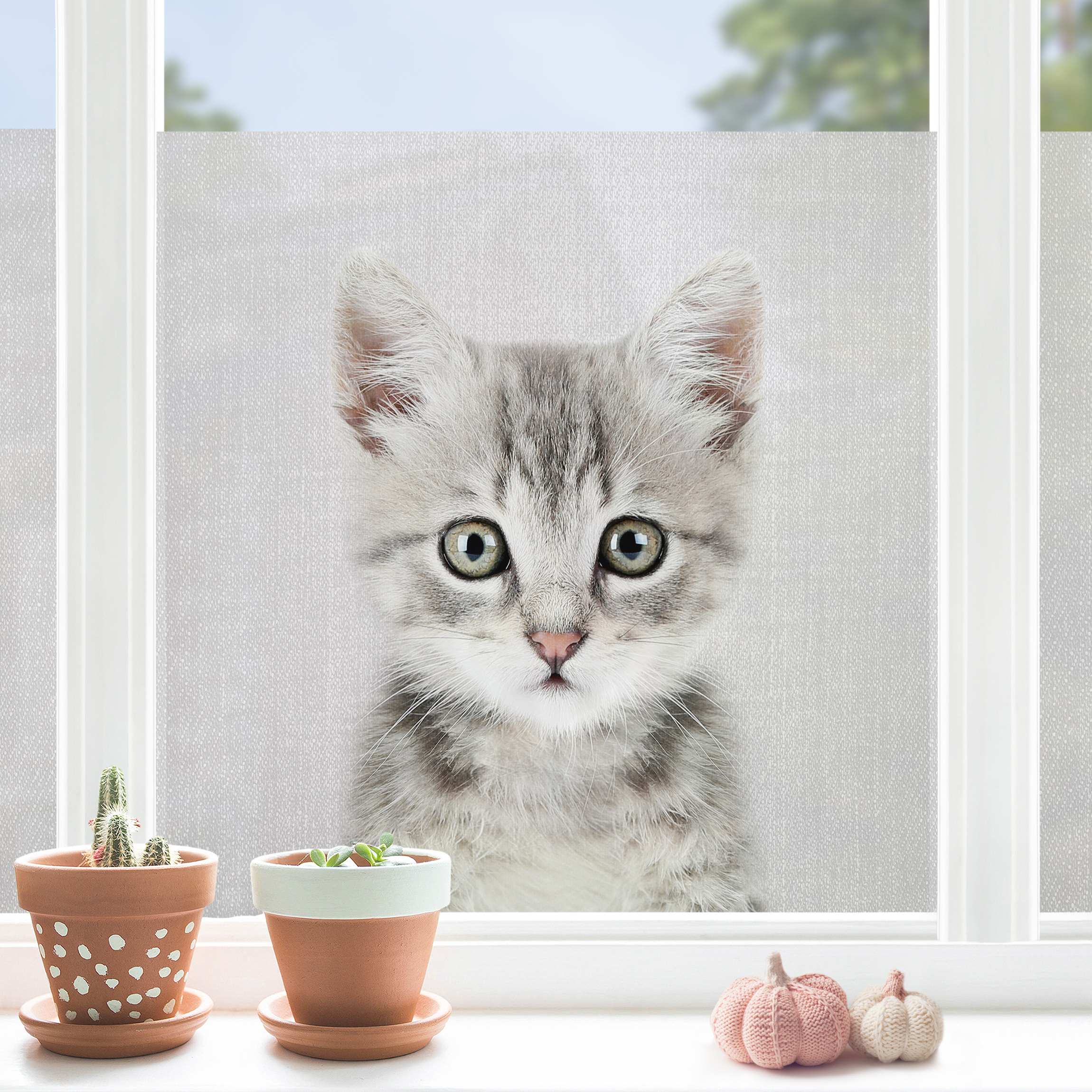 Fensterfolie Baby Katze Killi