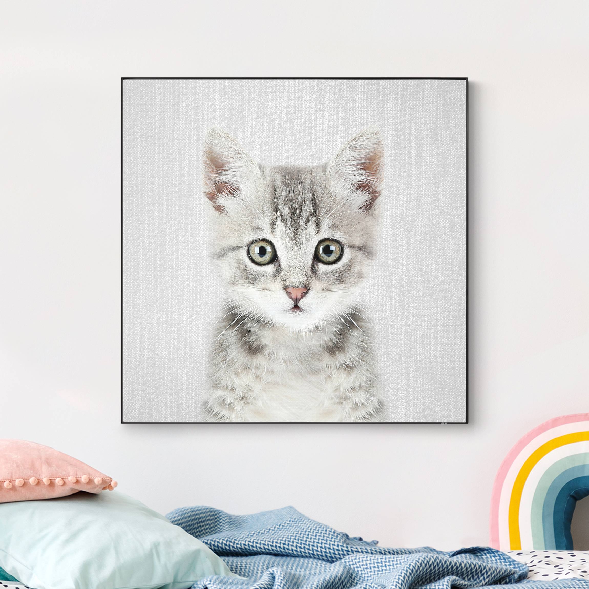 Wechselbild Baby Katze Killi