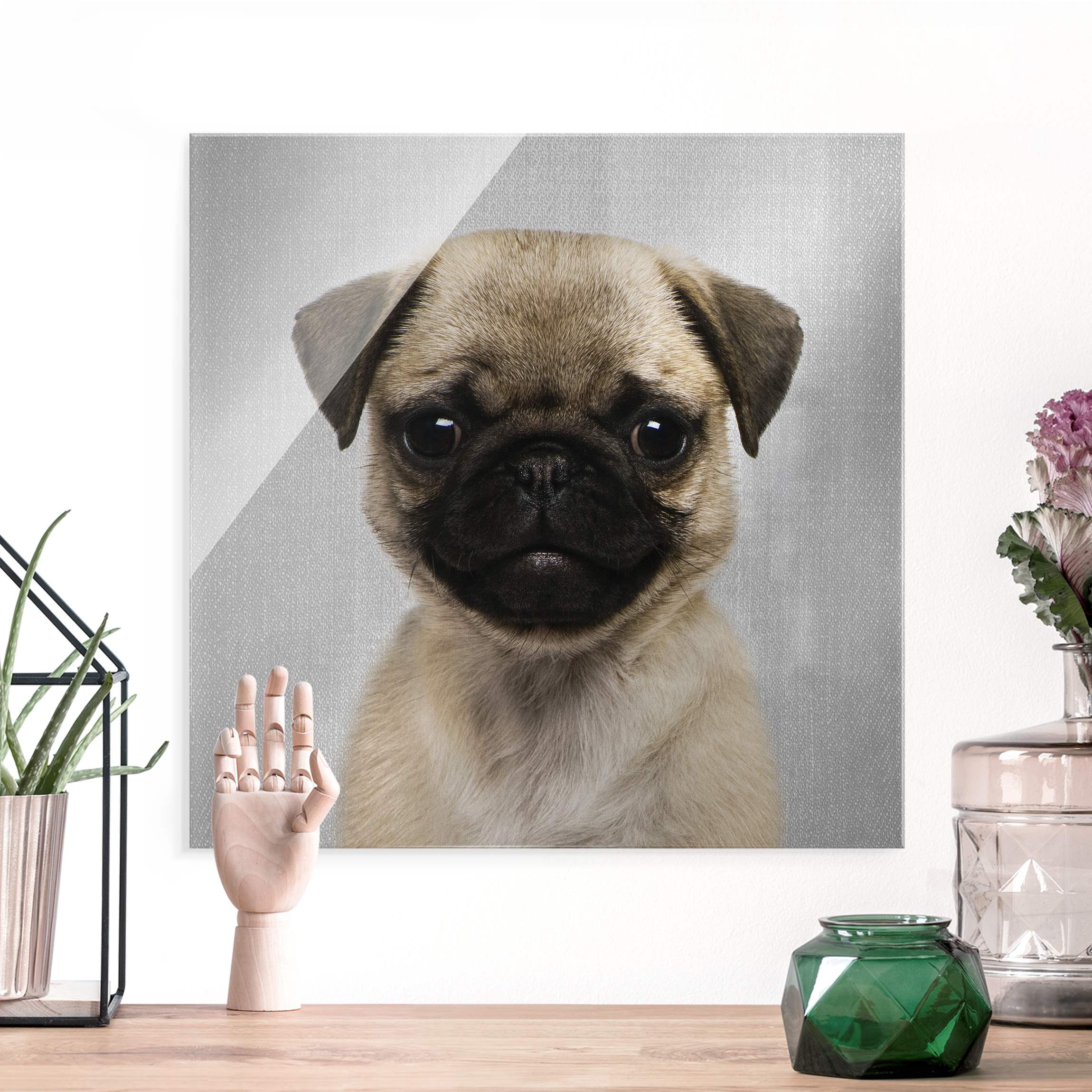 Glasbild Baby Mops Moritz