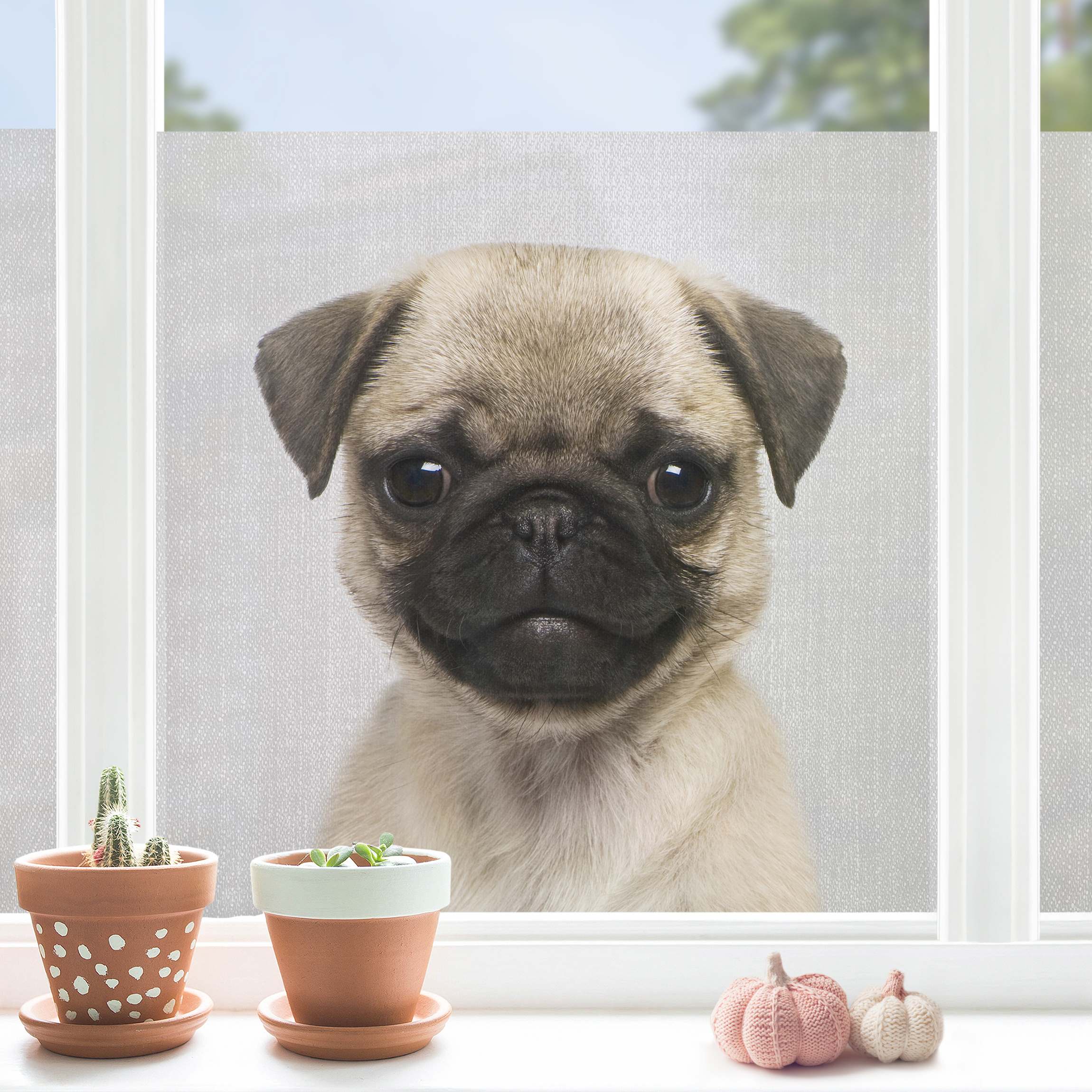 Fensterfolie Baby Mops Moritz