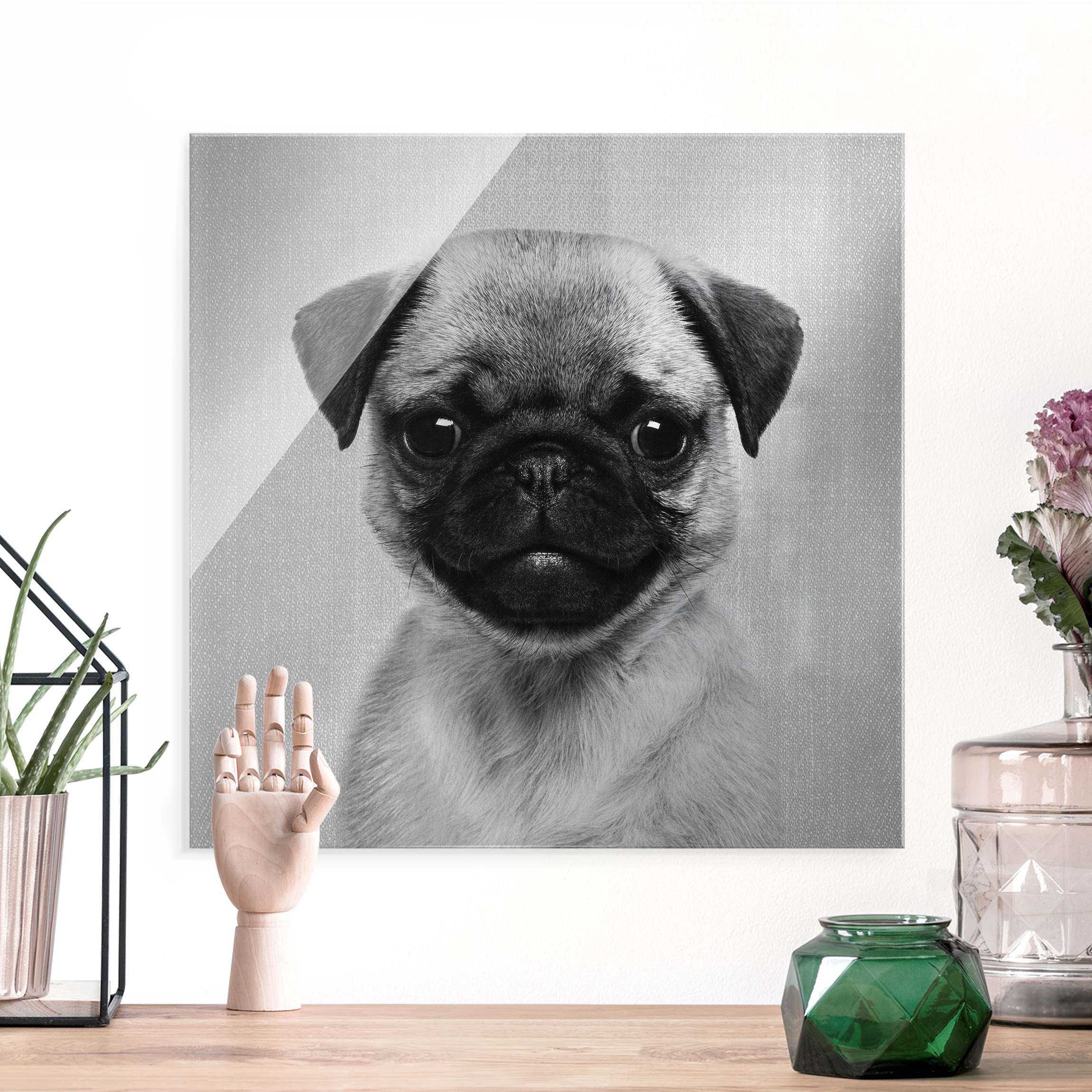 Glasbild Baby Mops Moritz Schwarz Weiß