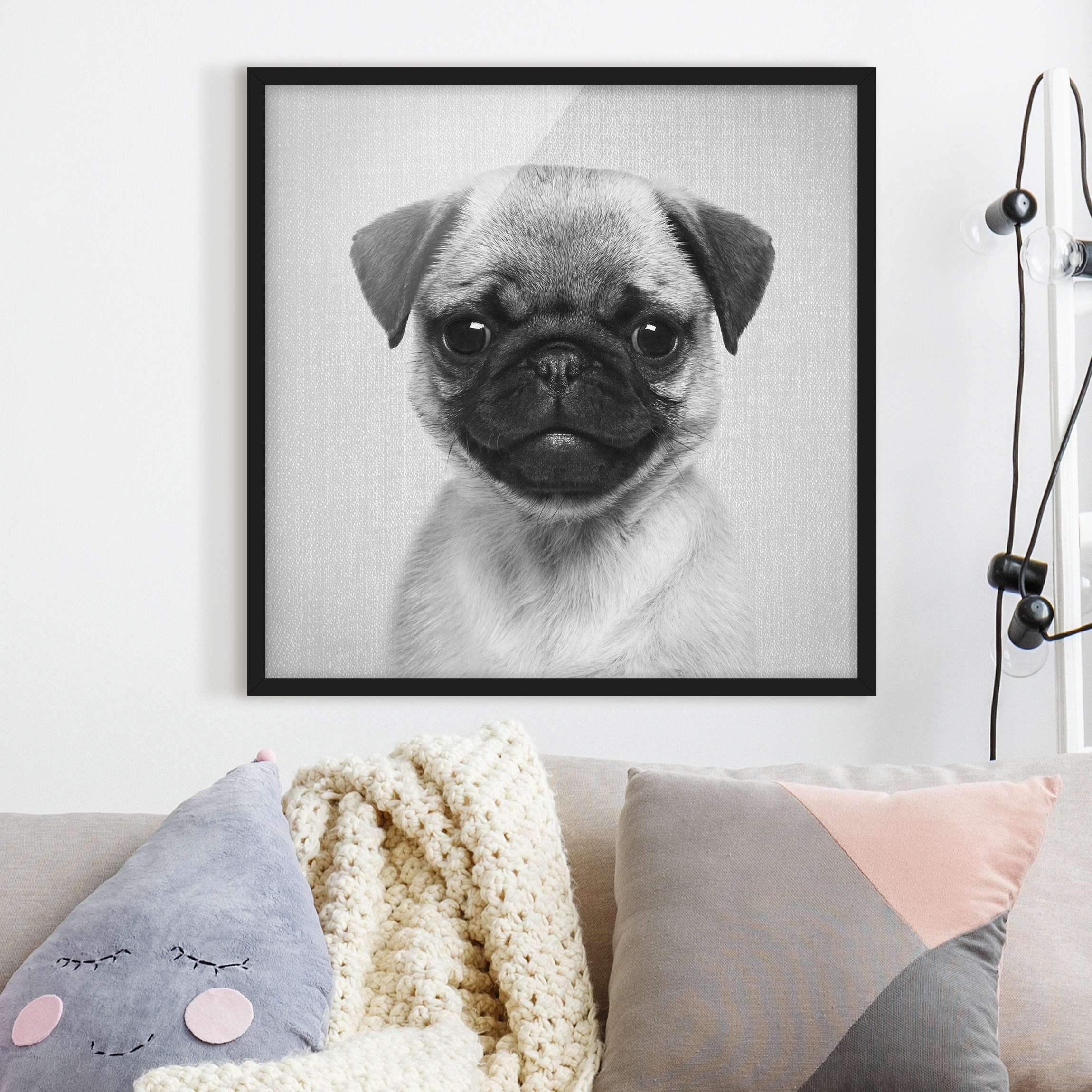 Bild mit Rahmen Baby Mops Moritz Schwarz Weiß