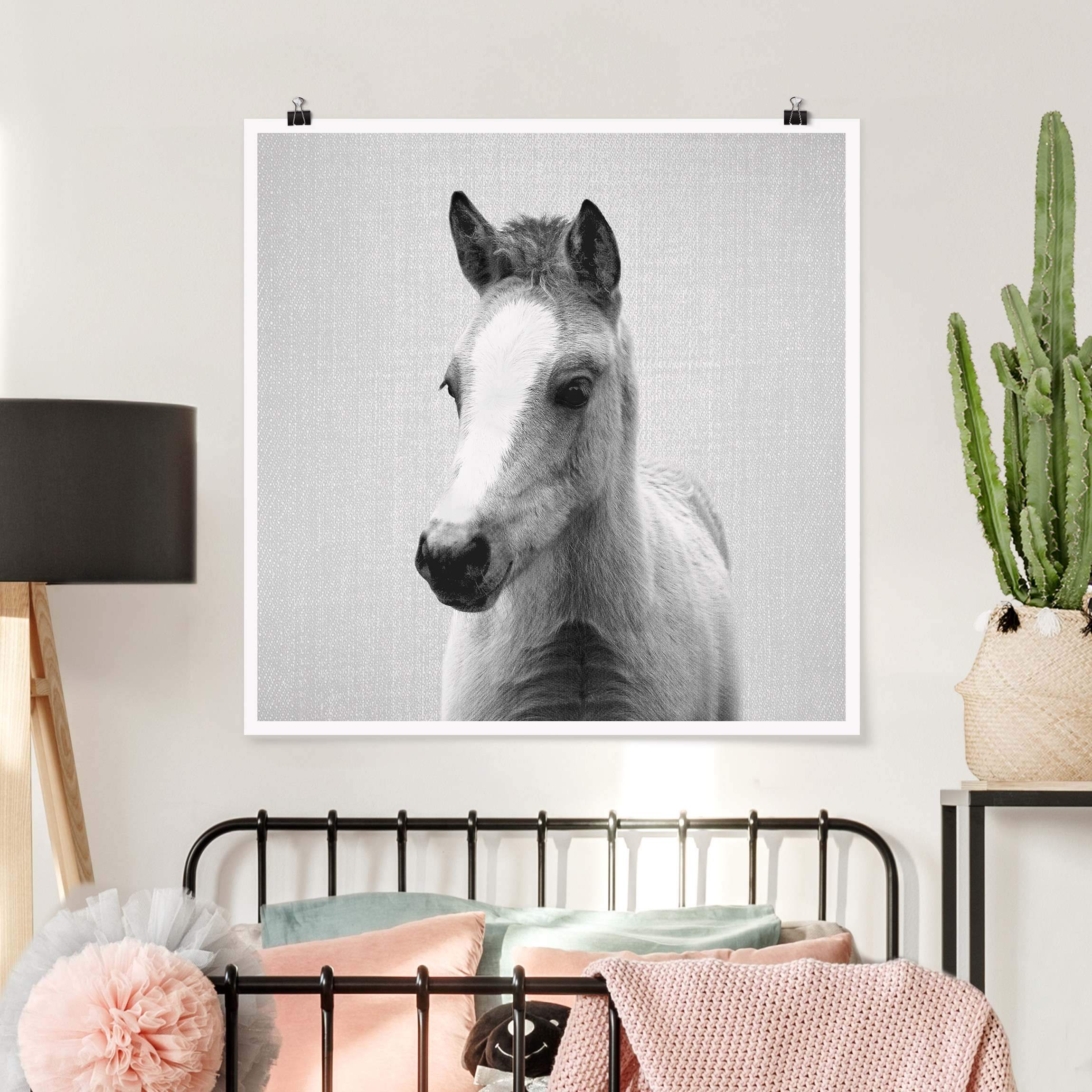 Poster Baby Pferd Philipp Schwarz Weiß