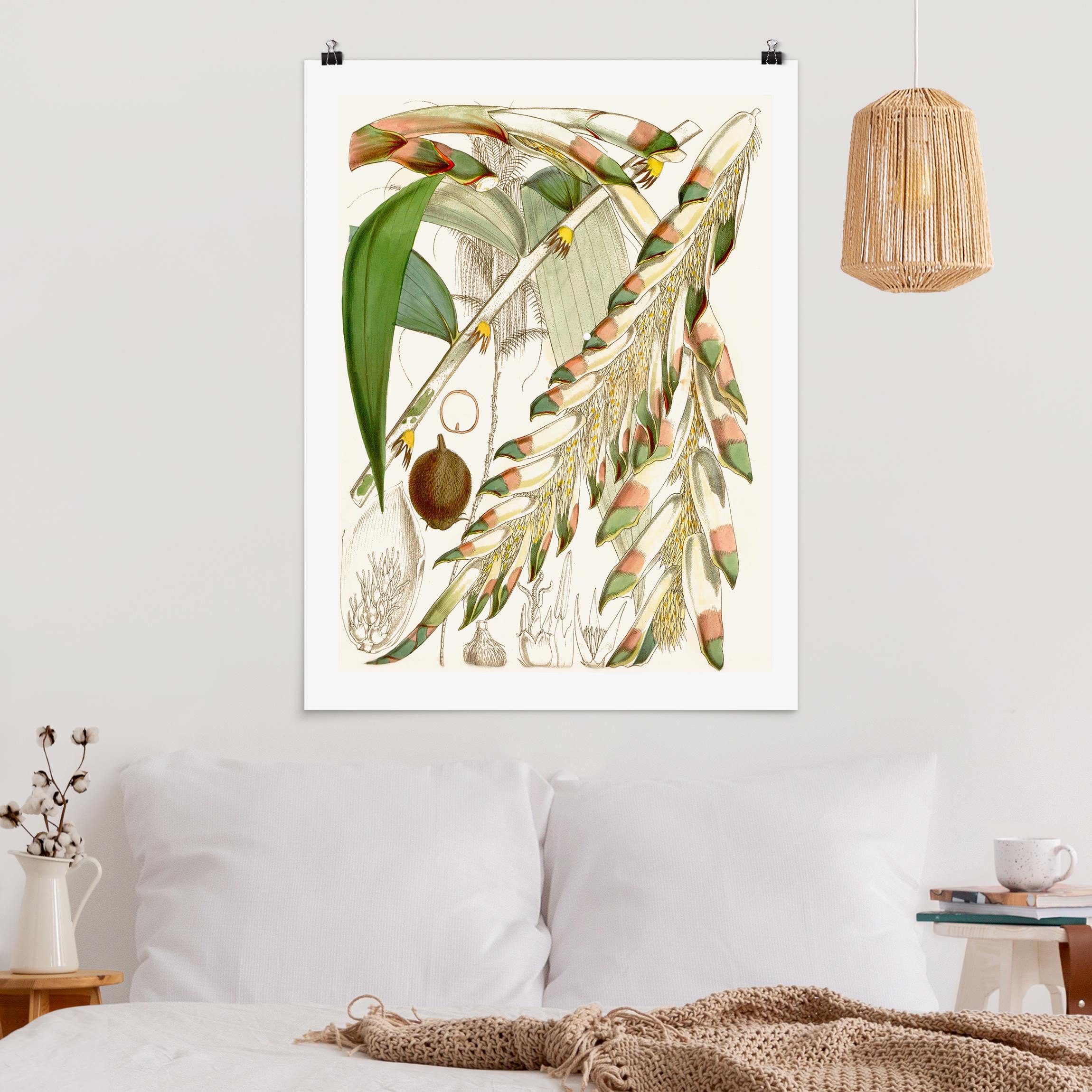 Poster Vintage Illustration Tropische Blüten III
