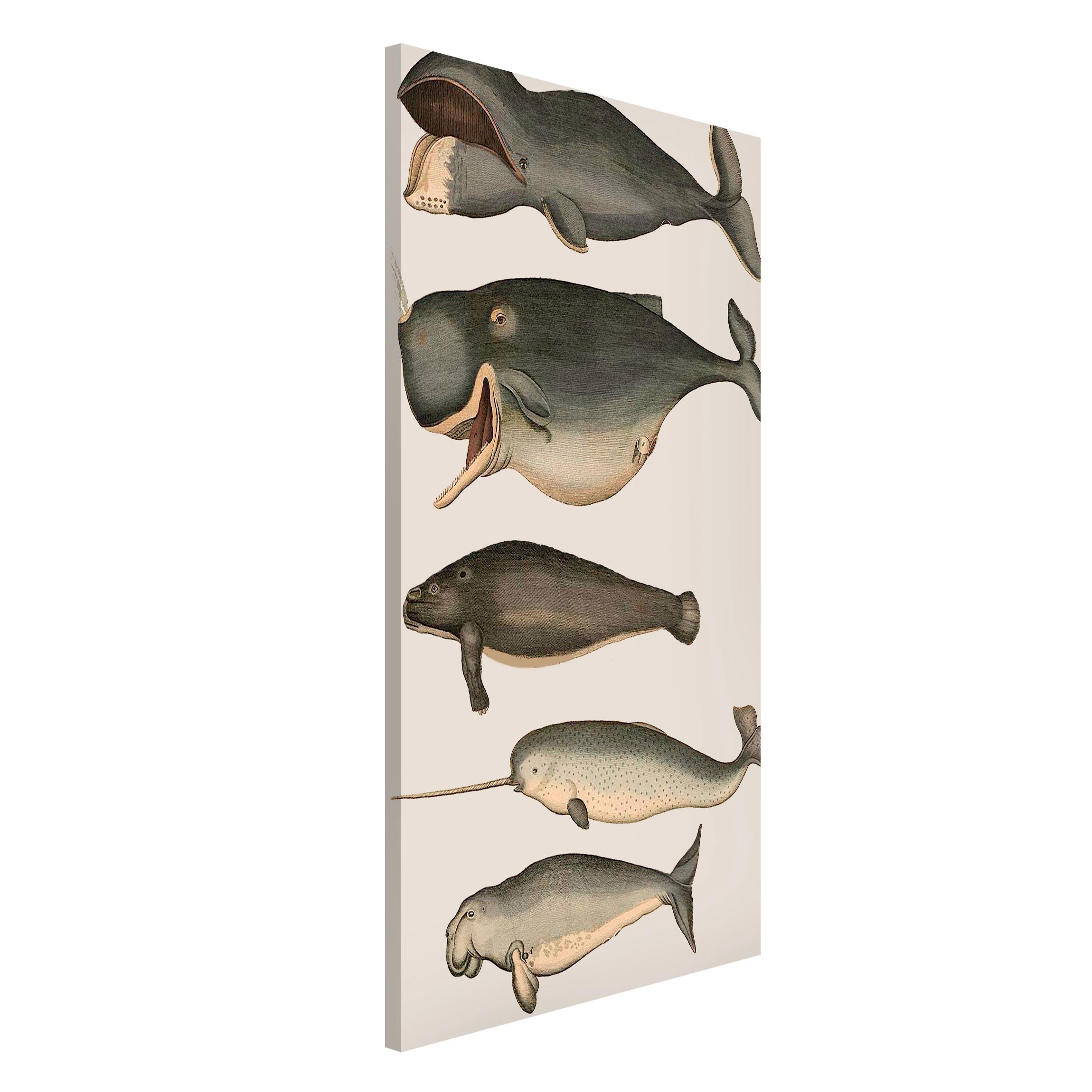 Magnettafel - Hochformat 3:4 Fünf Vintage Wale