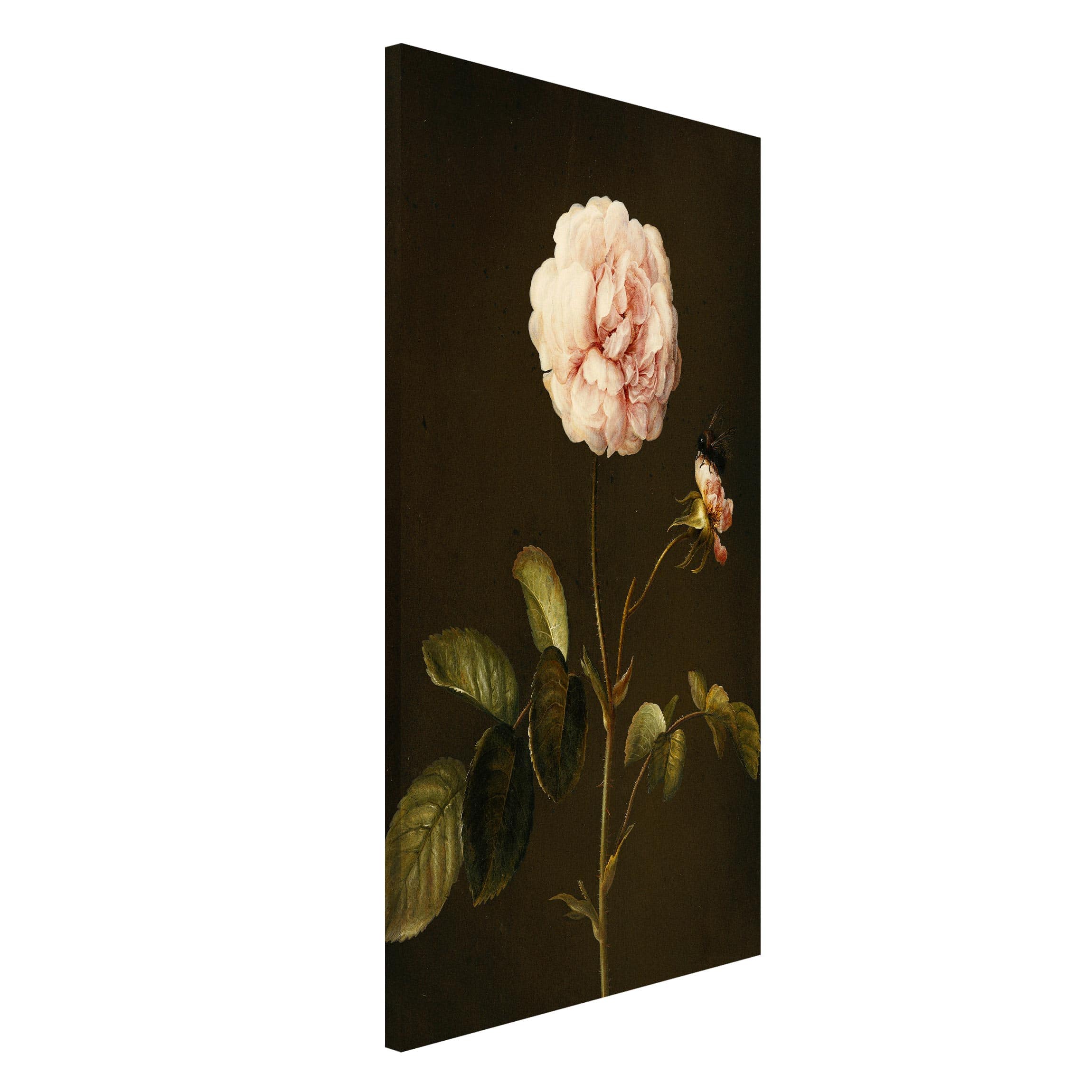 Magnettafel Blumen - Hochformat 3:4 Barbara Regina Dietzsch - Essig-Rose mit Hummel