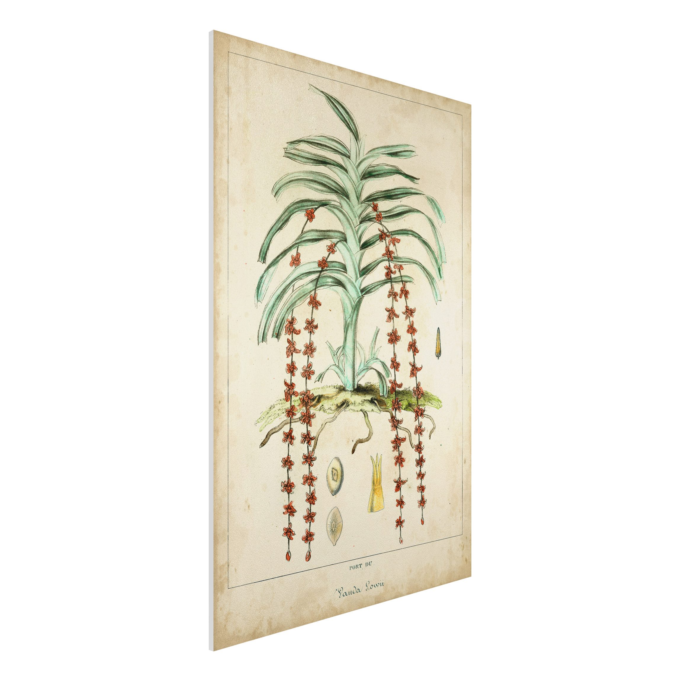 Forexbild Vintage Lehrtafel Exotische Palmen IV