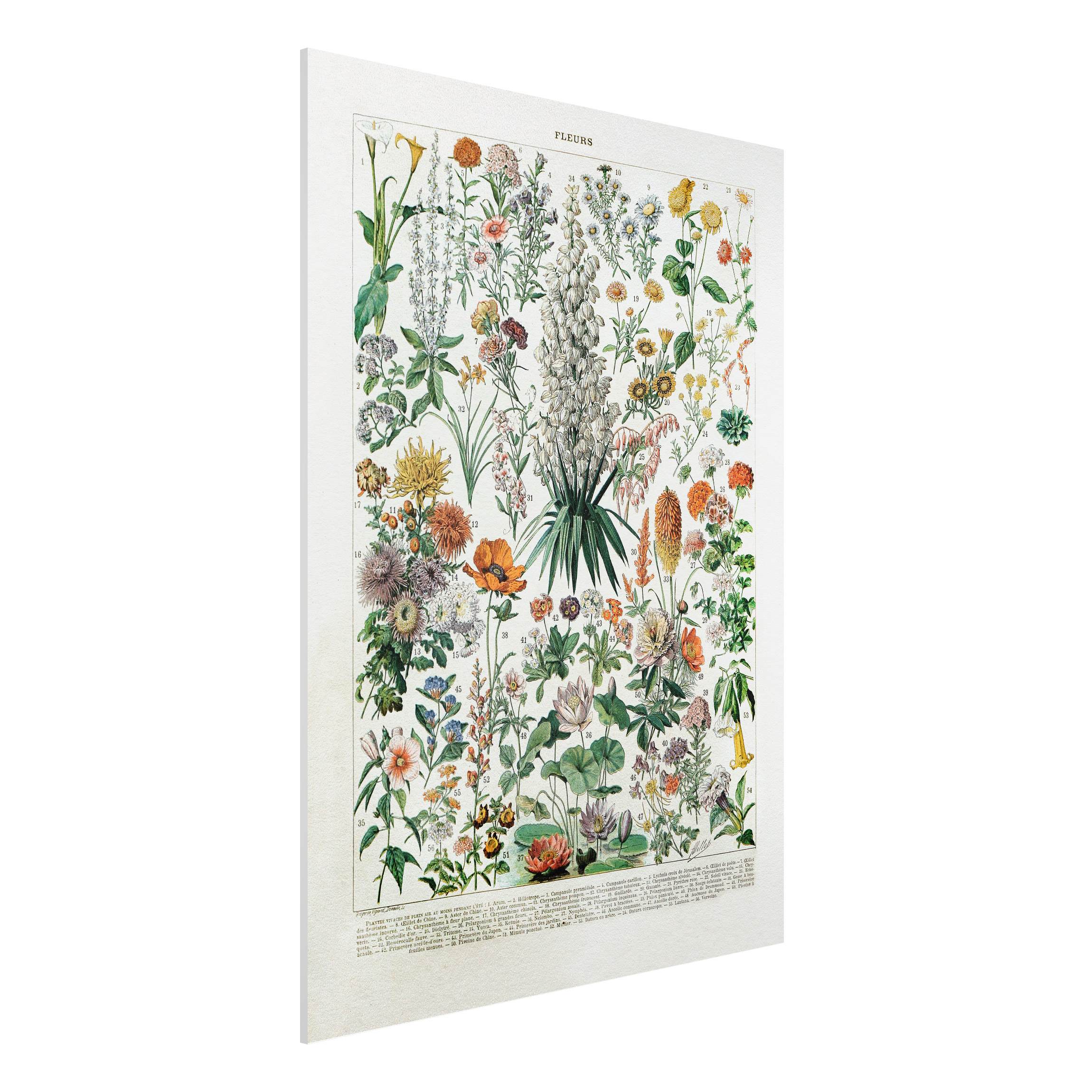 Forexbild - Hochformat Vintage Lehrtafel Blumen I
