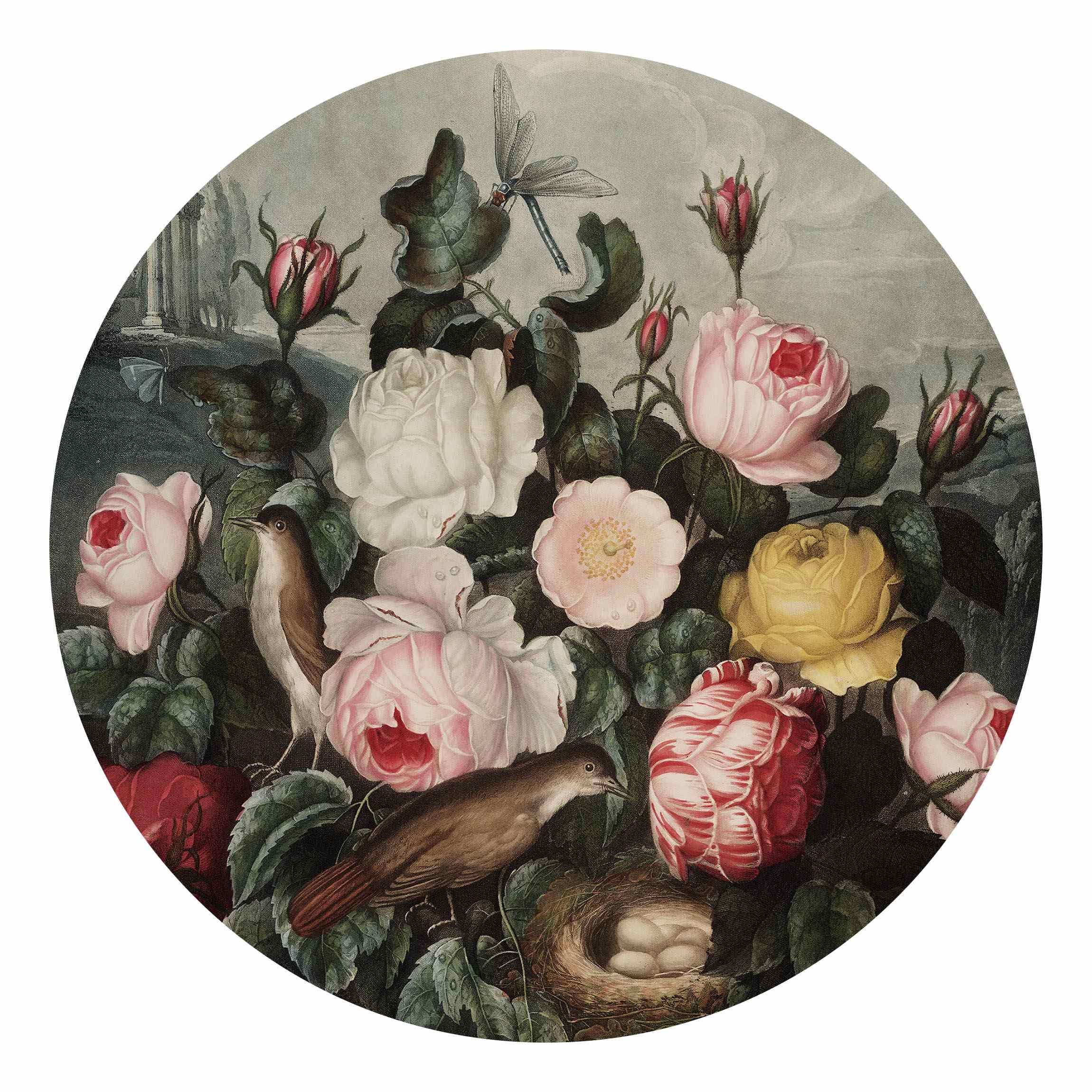 Runde Fototapete selbstklebend Botanik Vintage Illustration Rosen