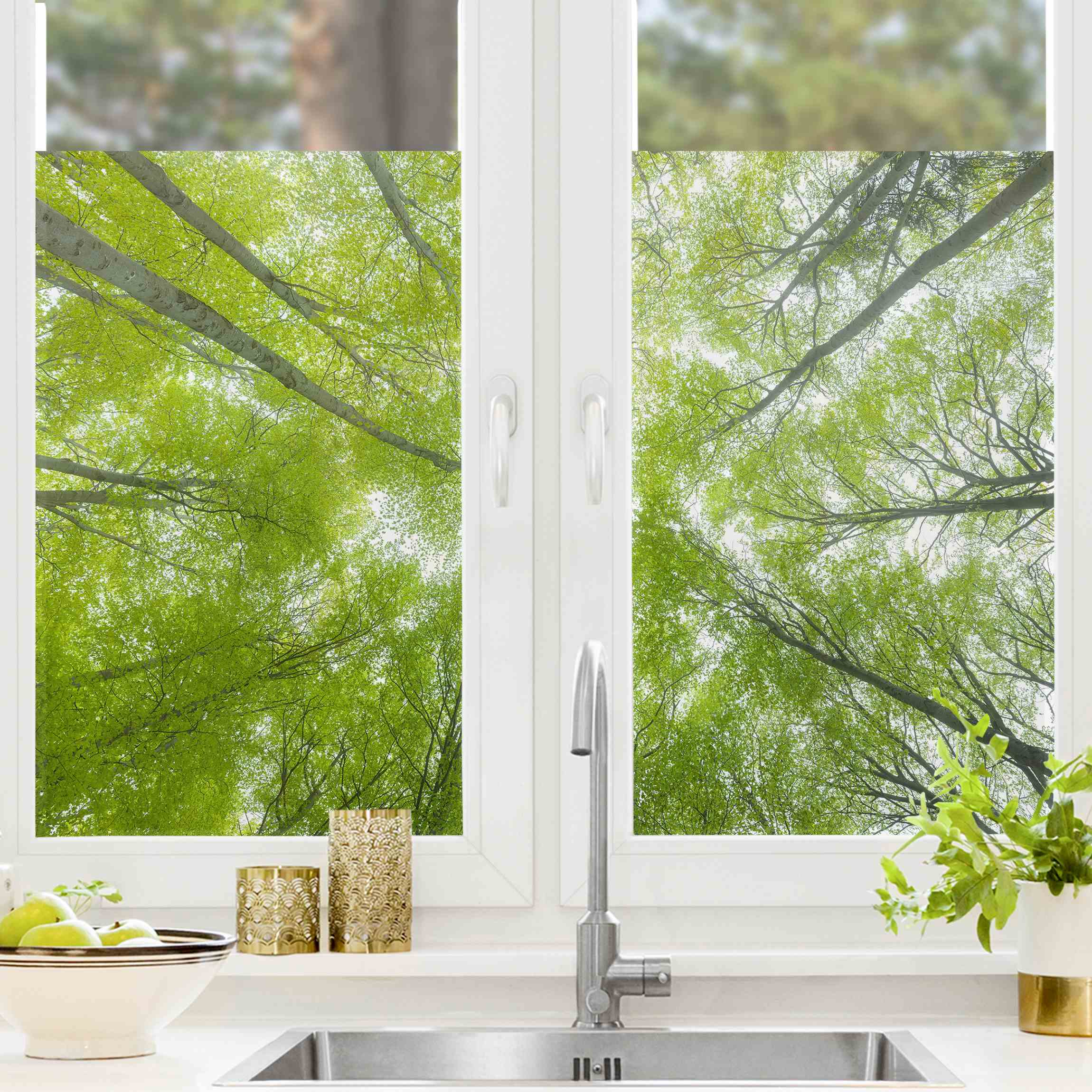 Fensterfolie Buchenwald am Lindkogel