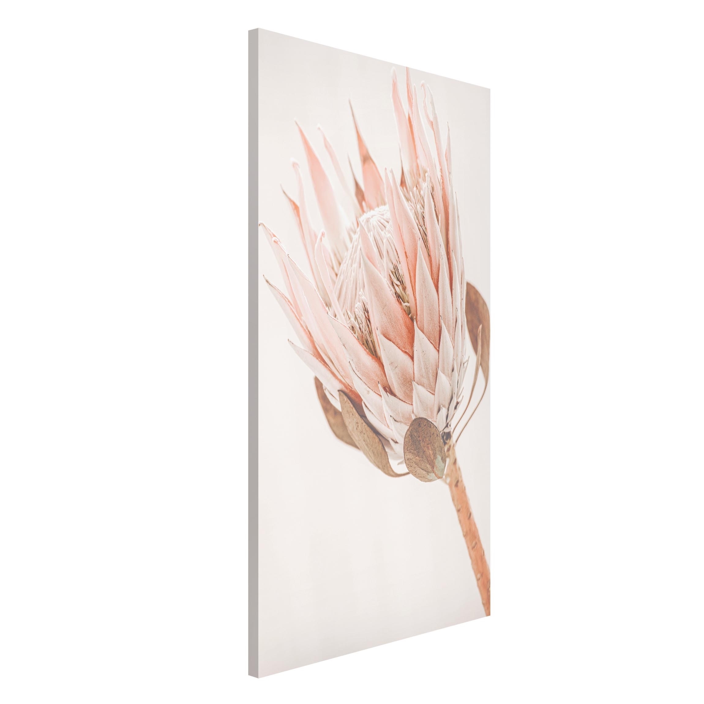 Magnettafel Protea Königin der Blüten