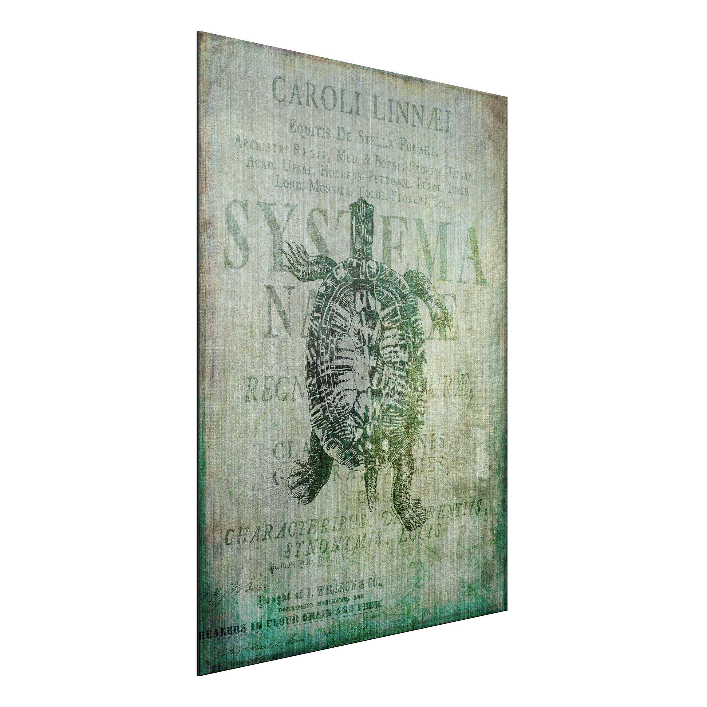 Alu-Dibond Bild Vintage Collage - Antike Schildkröte