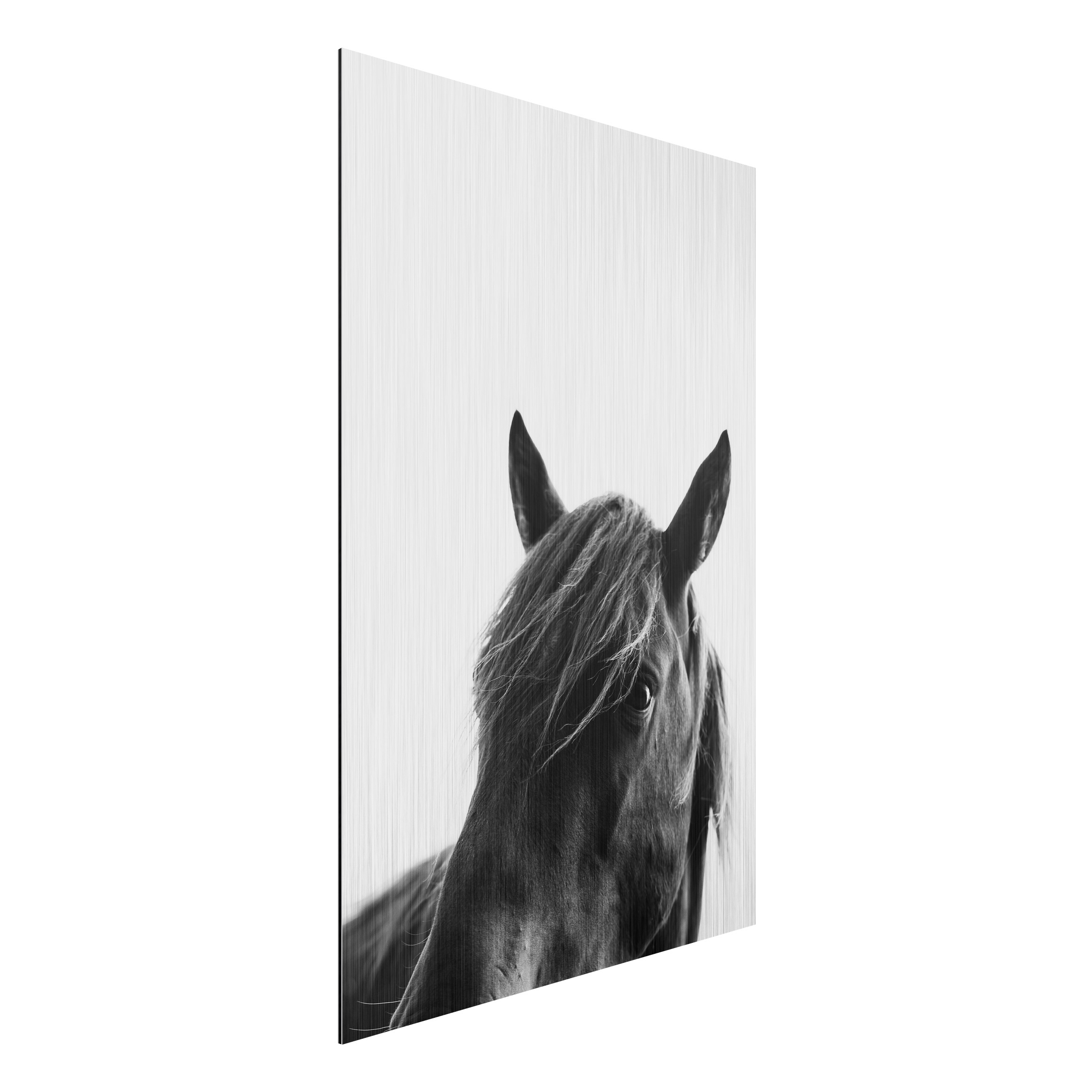 Alu-Dibond Bild Neugieriges Pferd