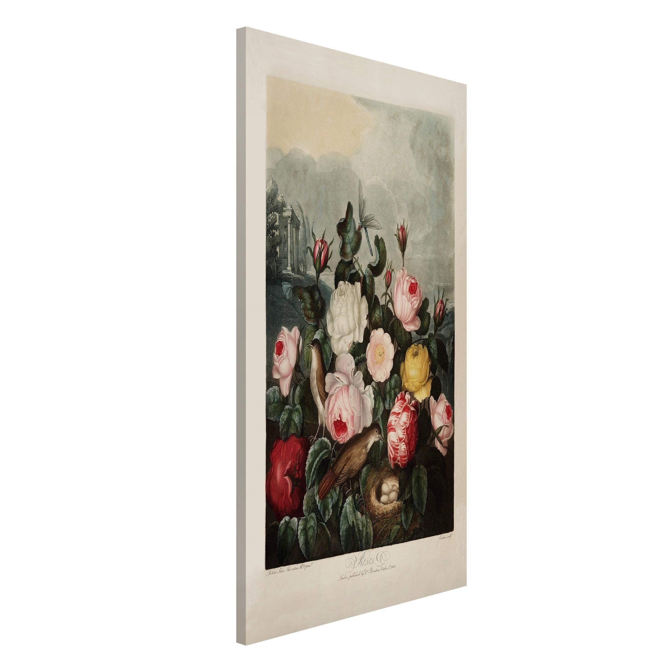 Magnettafel Botanik Vintage Illustration Rosen