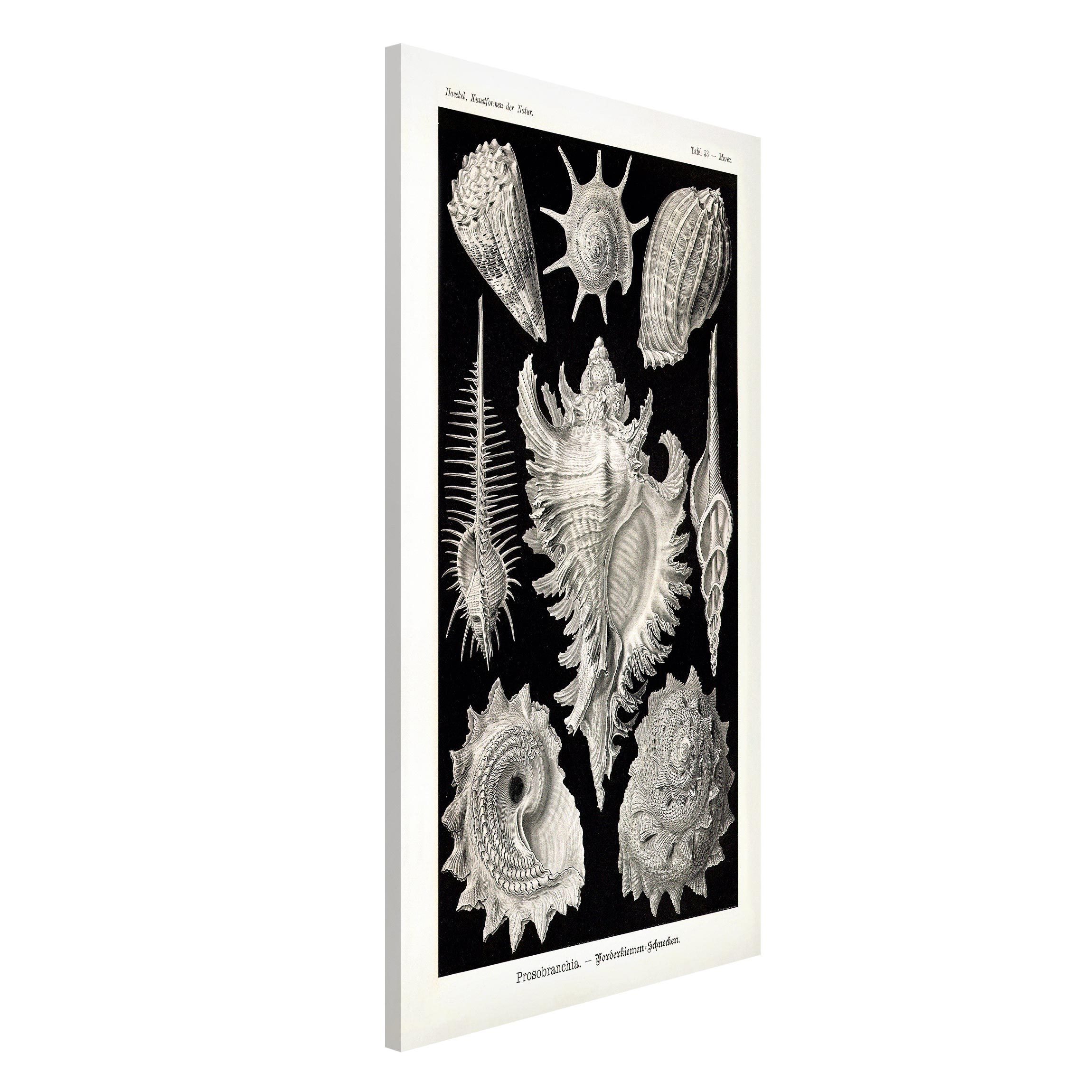 Magnettafel - Hochformat 3:4 Vintage Lehrtafel Muscheln I