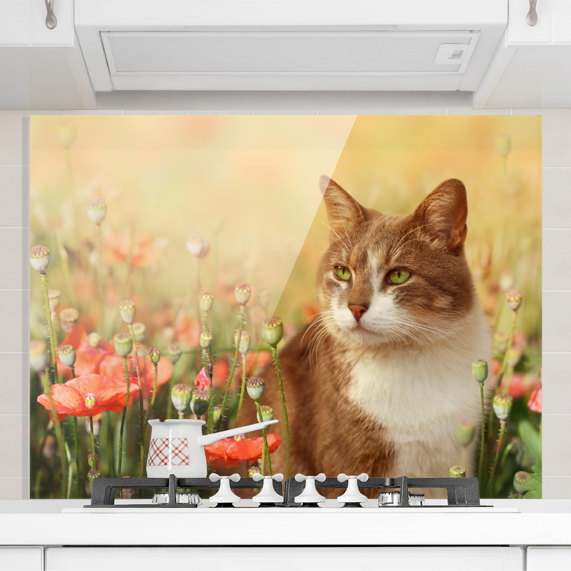 Glas Spritzschutz Katze im Mohnfeld