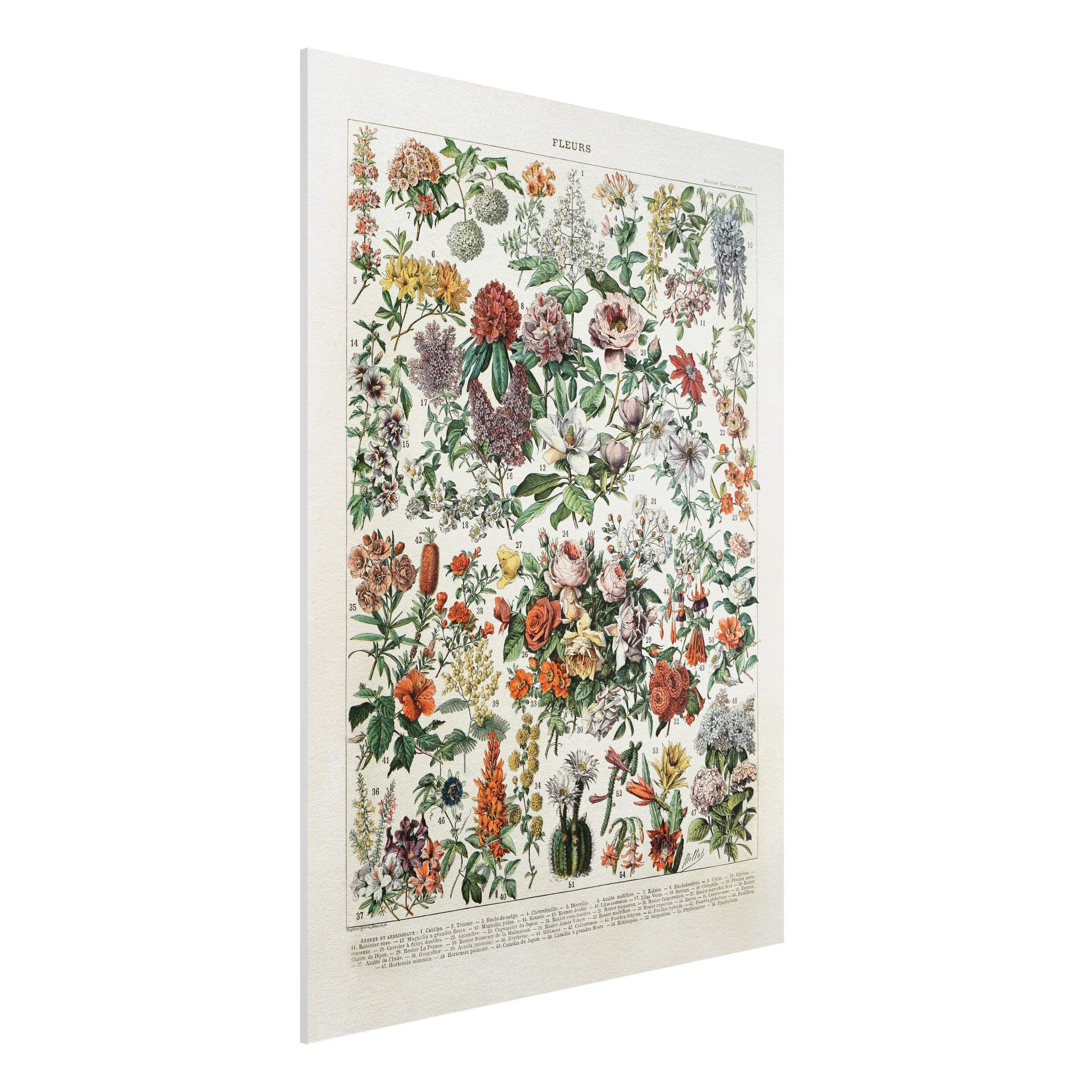 Forexbild - Hochformat Vintage Lehrtafel Blumen II