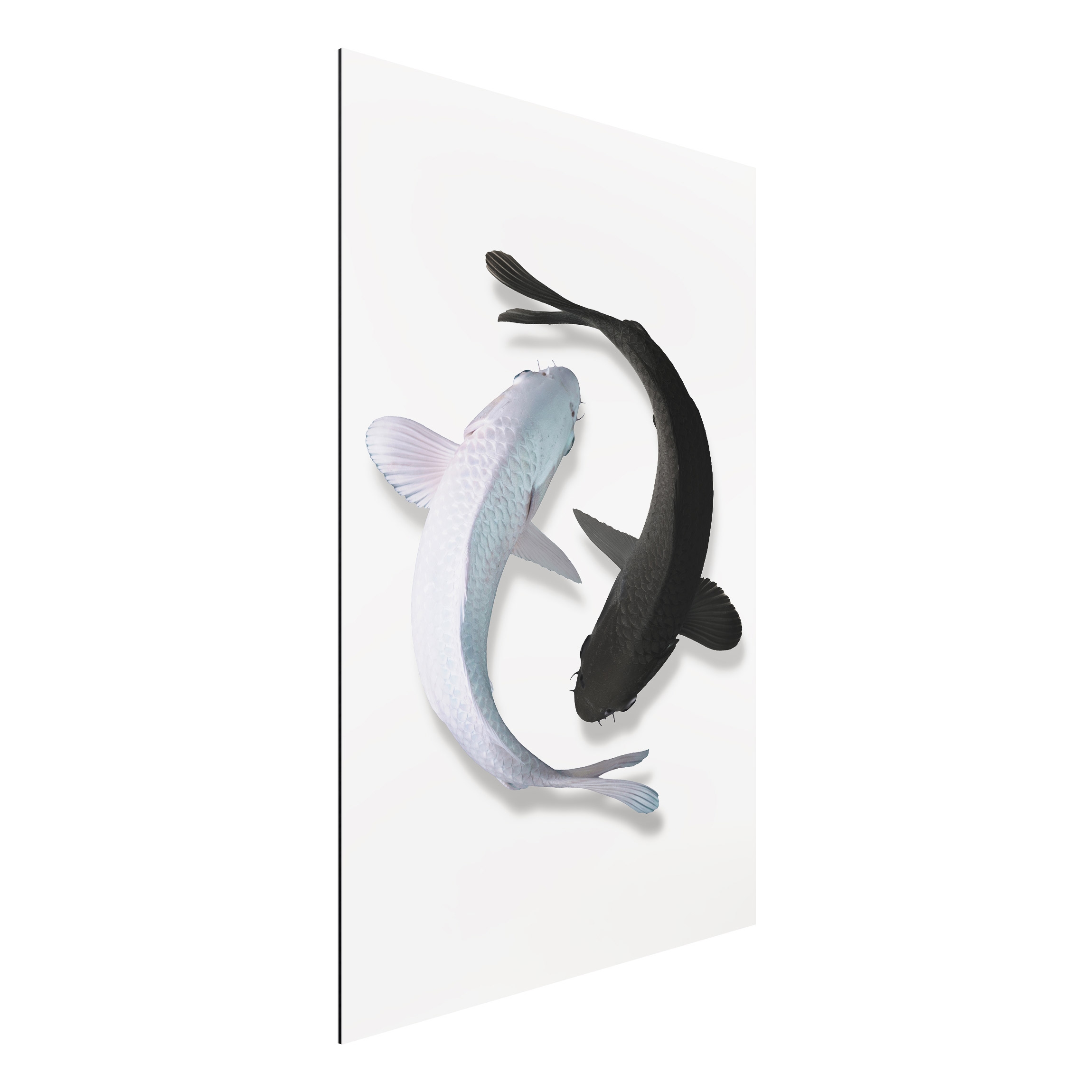 Alu-Dibond Outdoor Bild Fische Ying & Yang