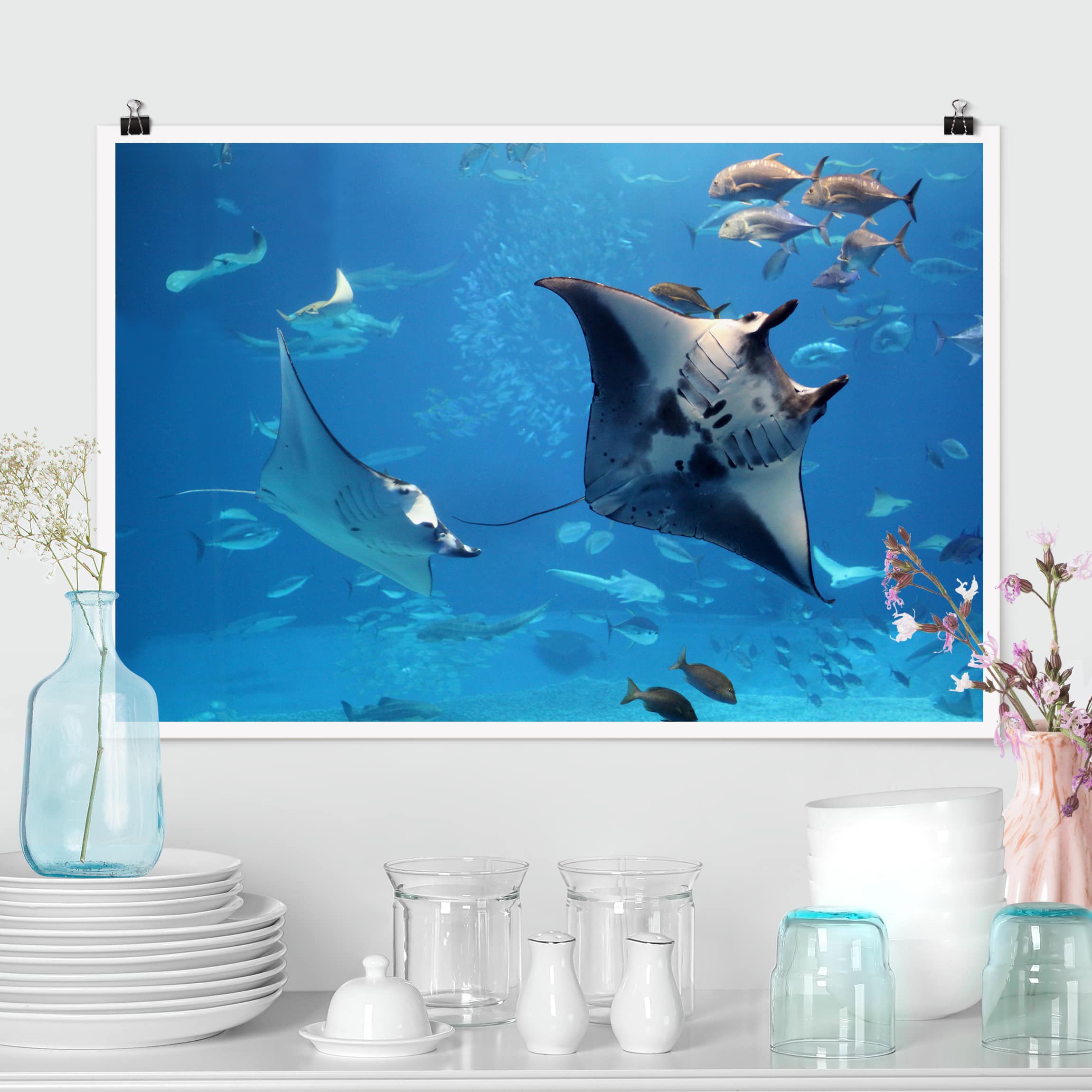 Poster - Querformat Manta Ray